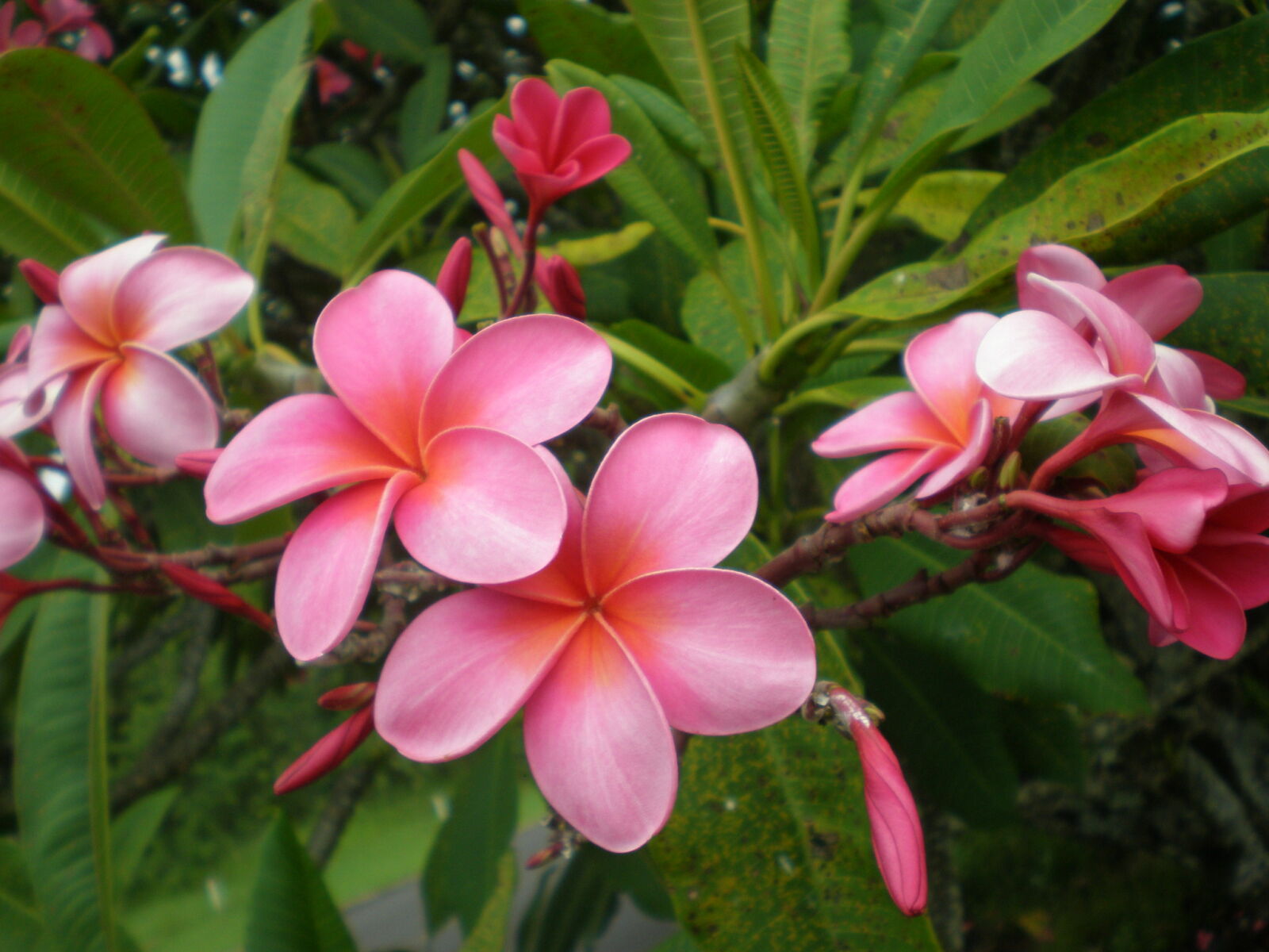 Olympus FE230/X790 sample photo. Hawaii, maui, pink, flower photography