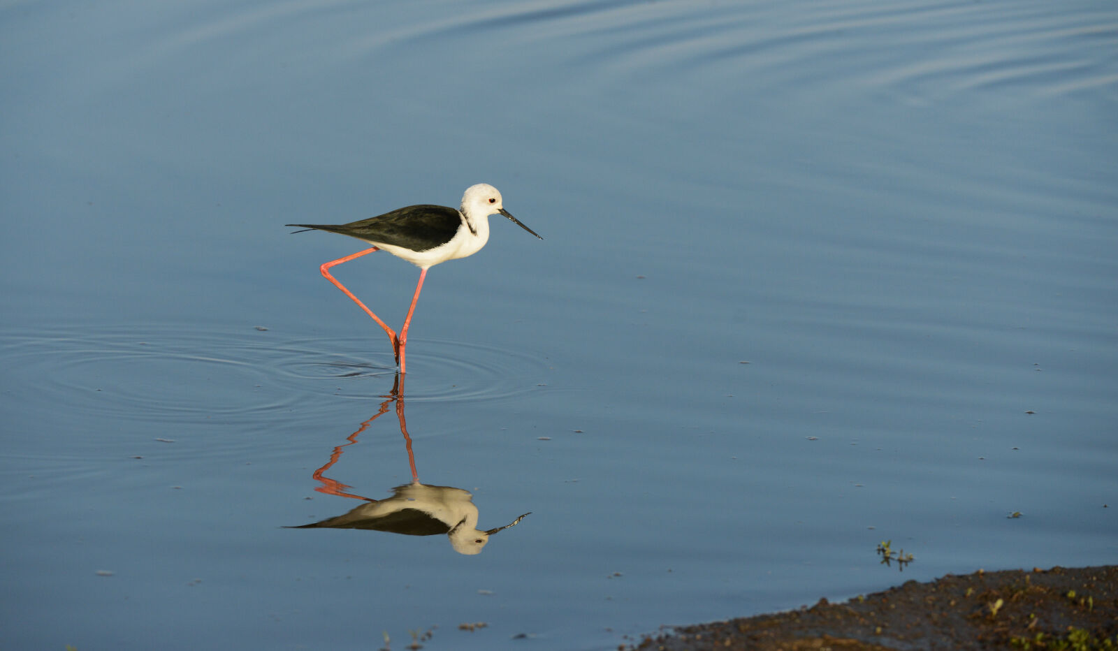 Nikon D800 sample photo. Bird, south, africa, water photography