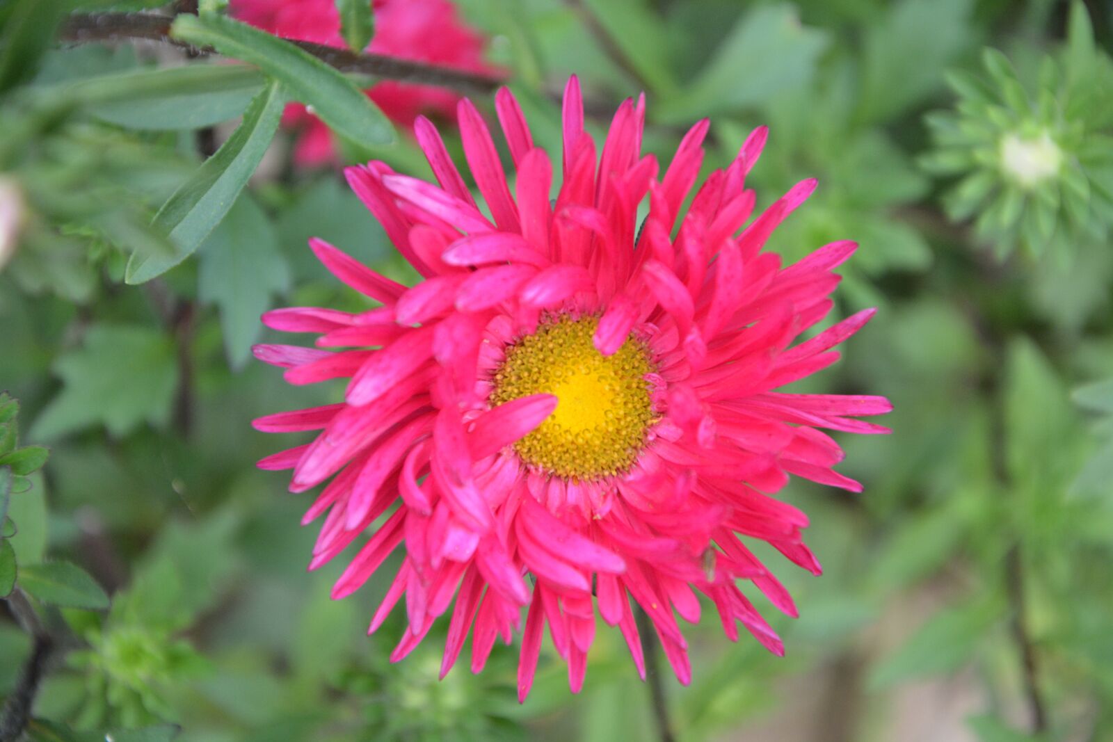 Nikon D5200 sample photo. Flower, massif, nature photography
