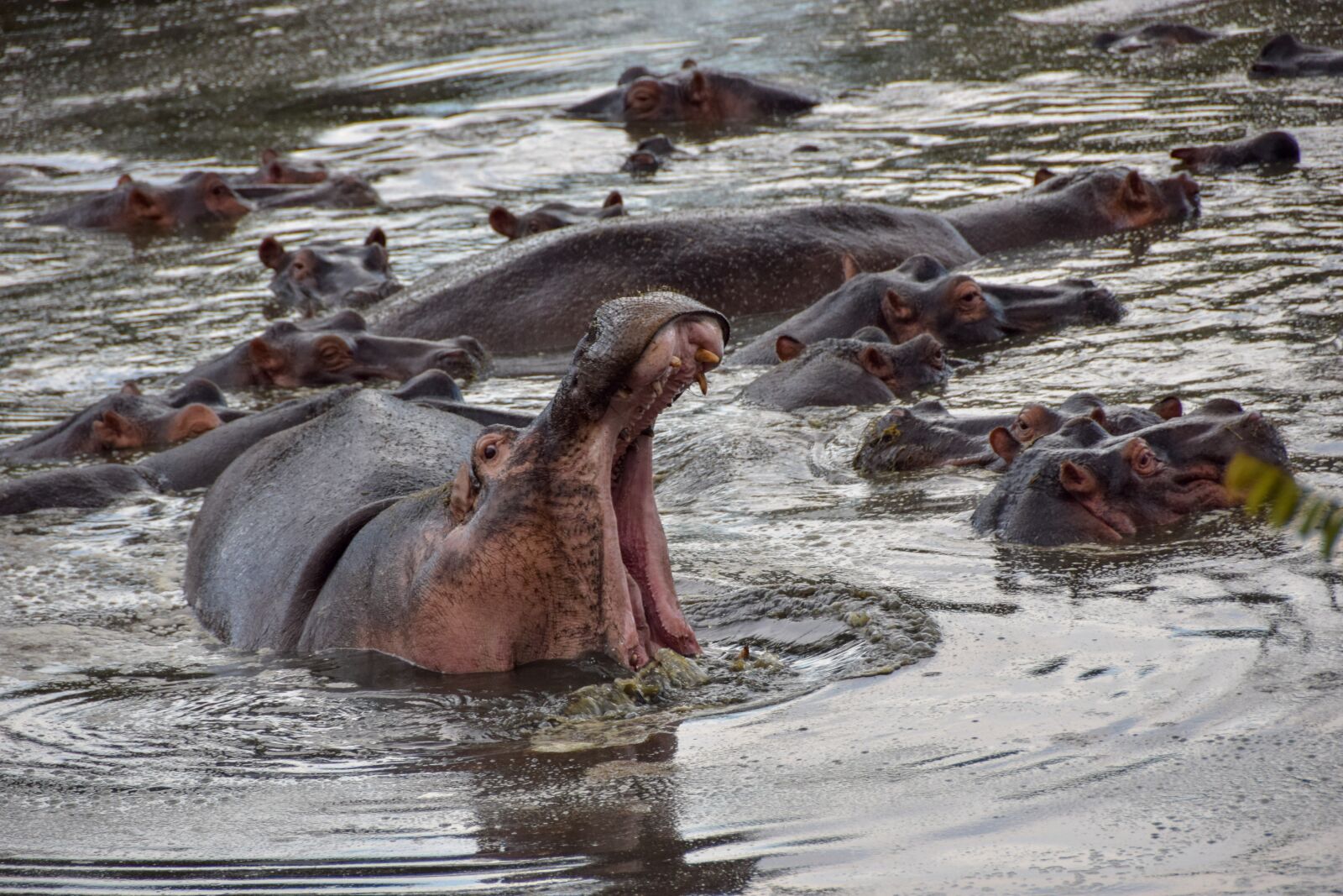 Nikon D5300 sample photo. Hippo, africa, safari photography