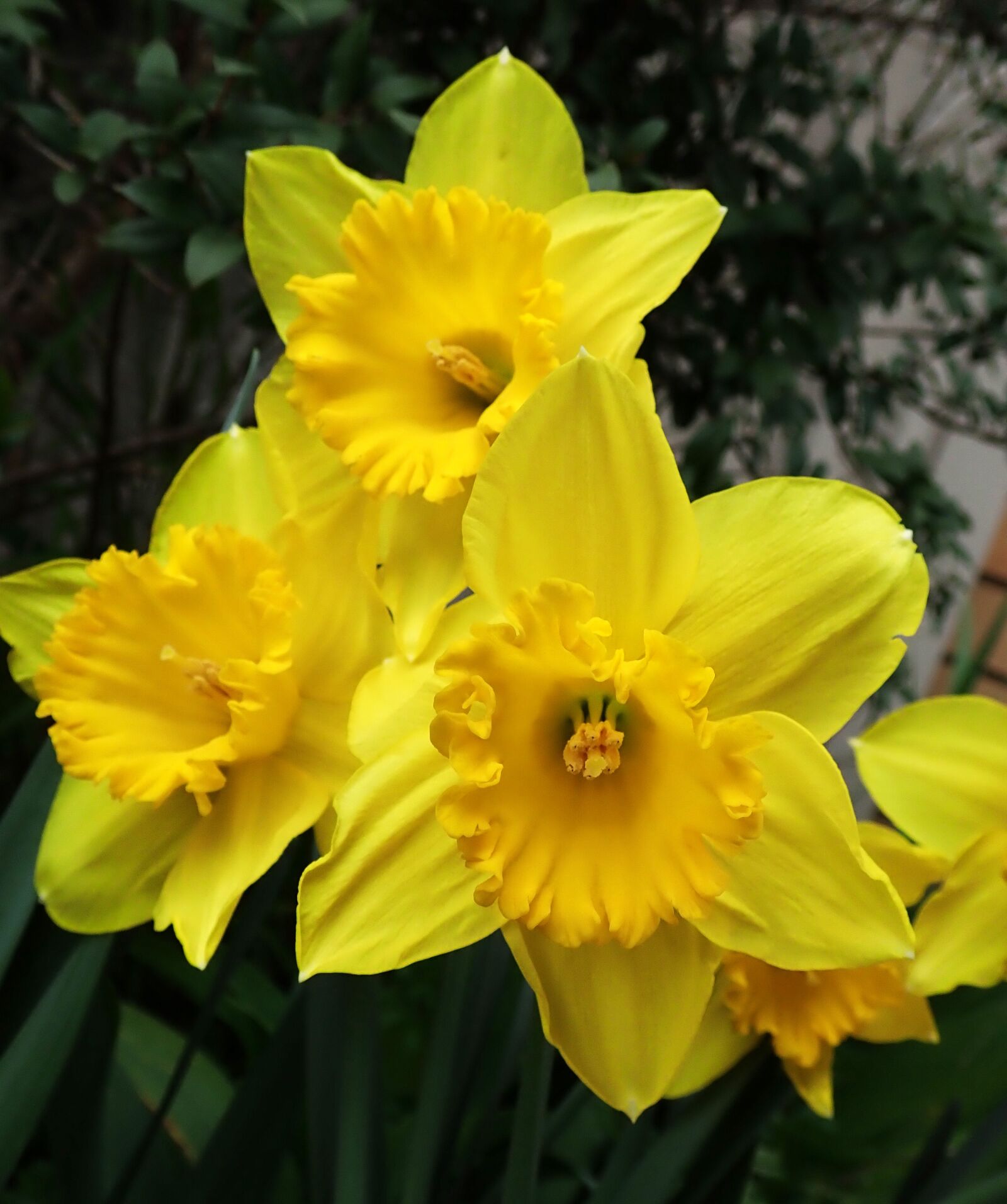 Olympus TG-5 sample photo. Daffodils, spring, yellow photography