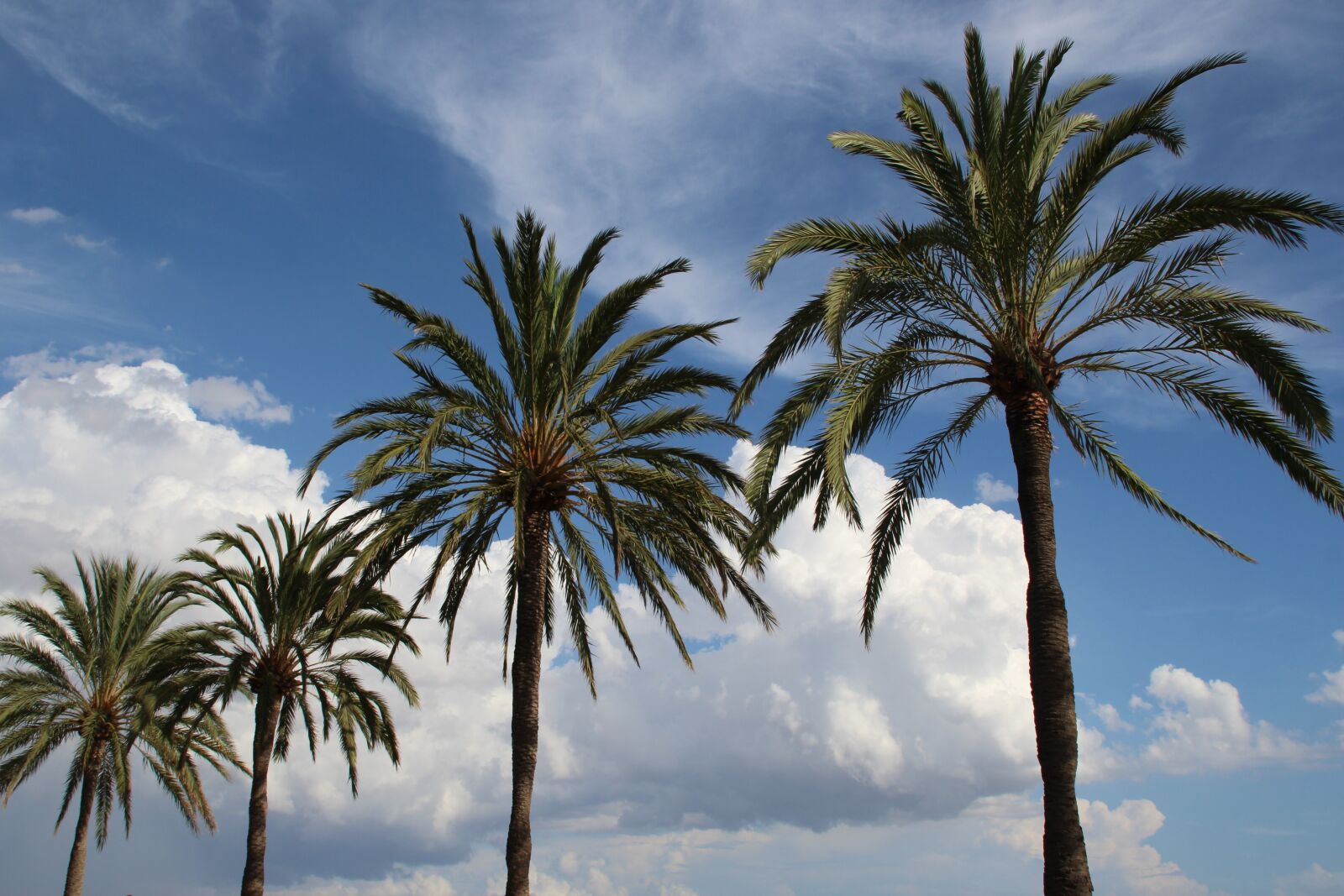Canon EOS 1200D (EOS Rebel T5 / EOS Kiss X70 / EOS Hi) sample photo. Palm, sky, clouds photography