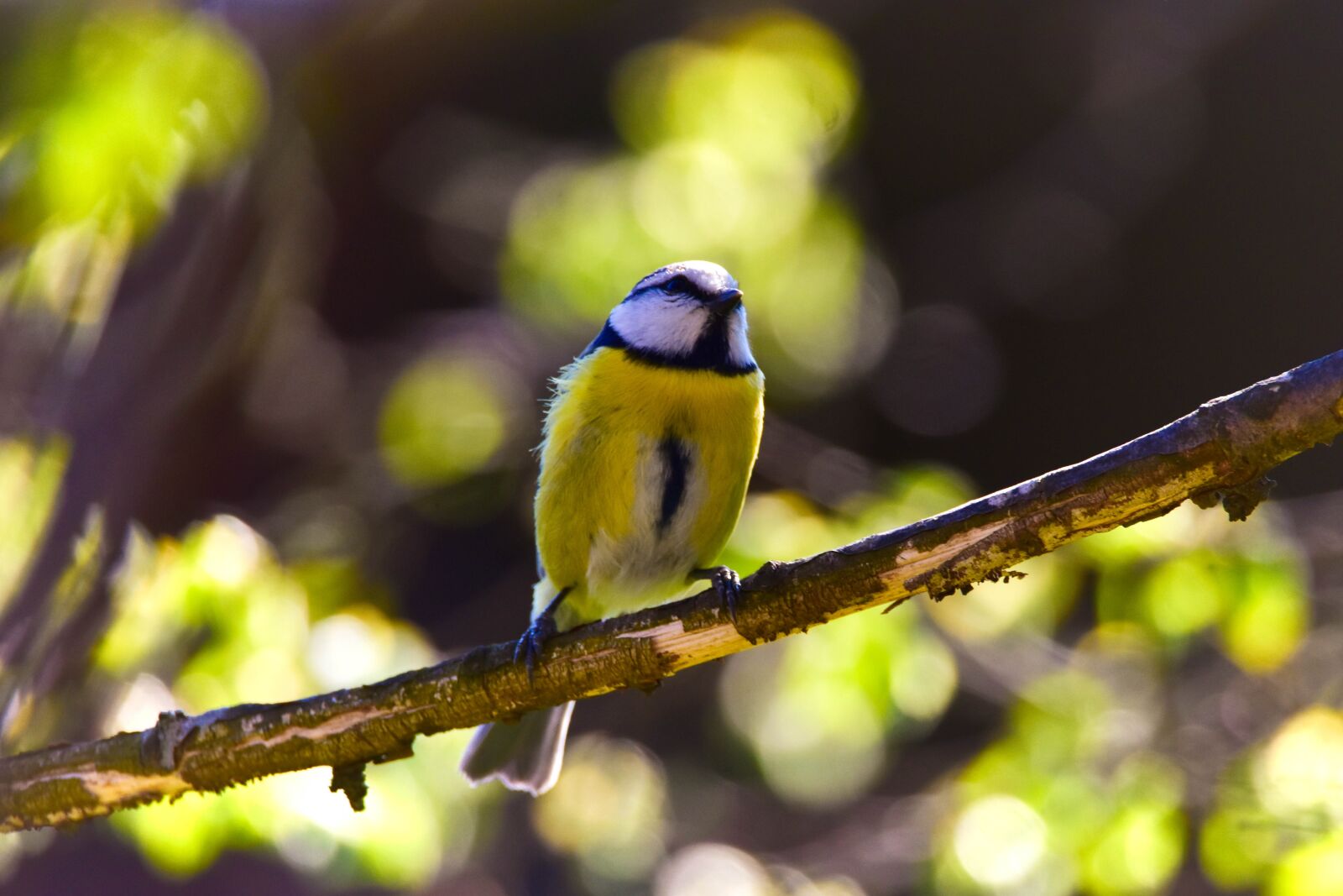 Tamron SP 150-600mm F5-6.3 Di VC USD sample photo. Bird, nature, tit photography