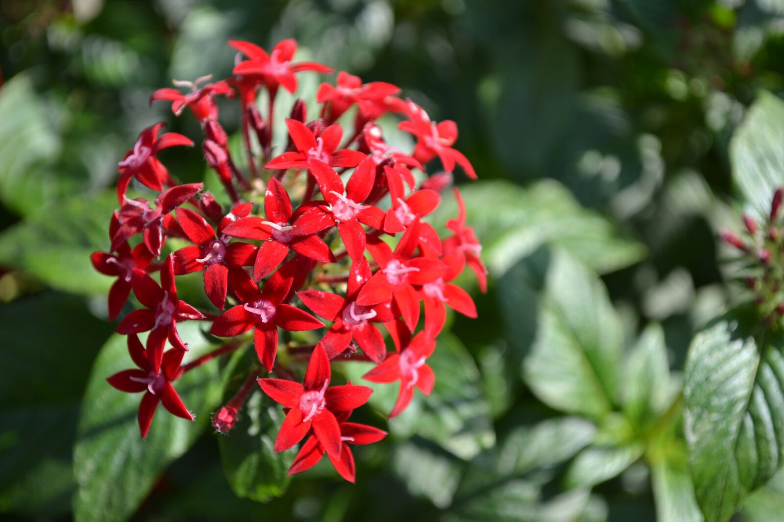 Nikon D3100 sample photo. Flowers, natural, plant photography