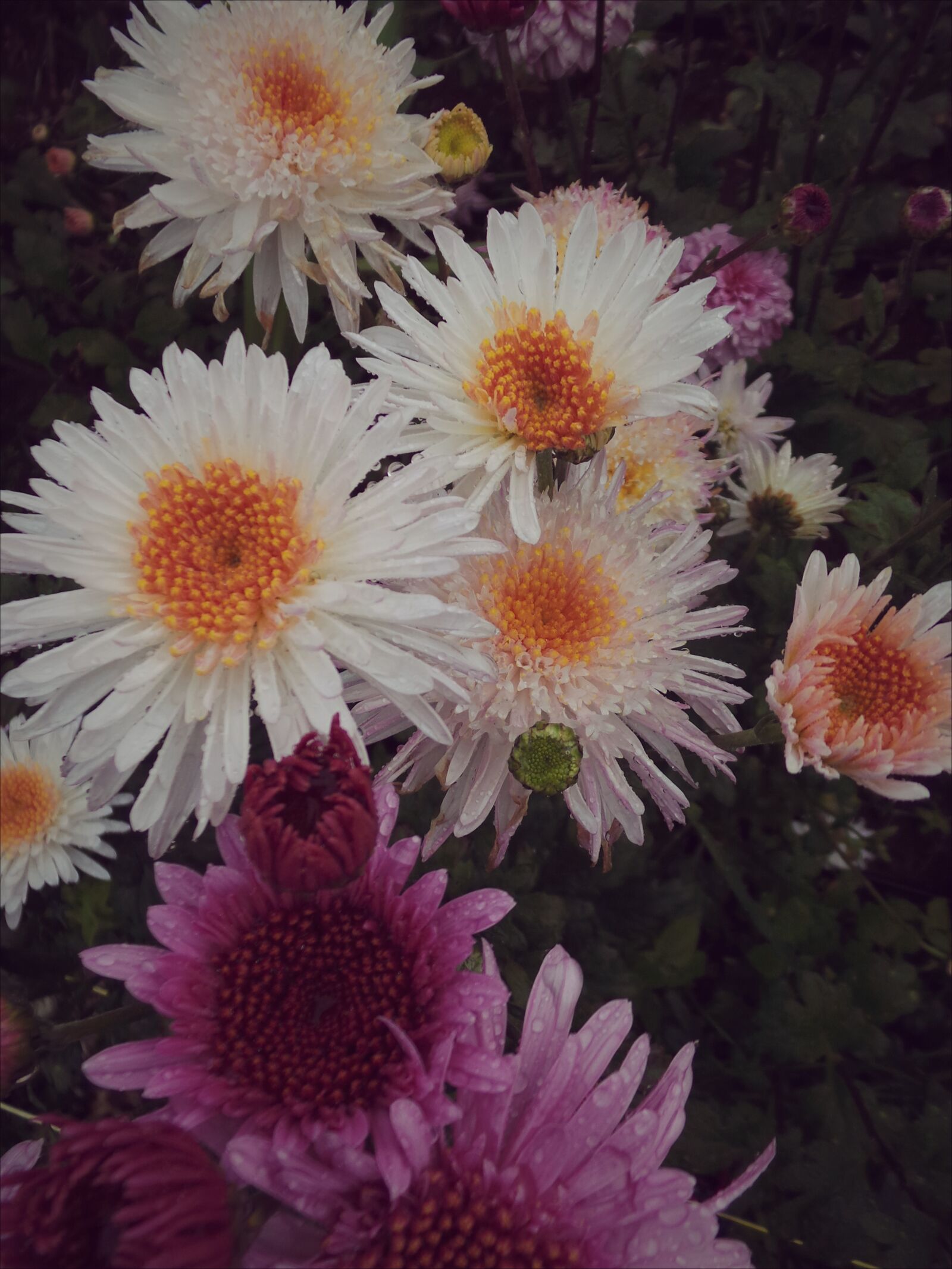 Samsung Galaxy Camera (Wi-Fi) sample photo. Pink, nature, flowers photography