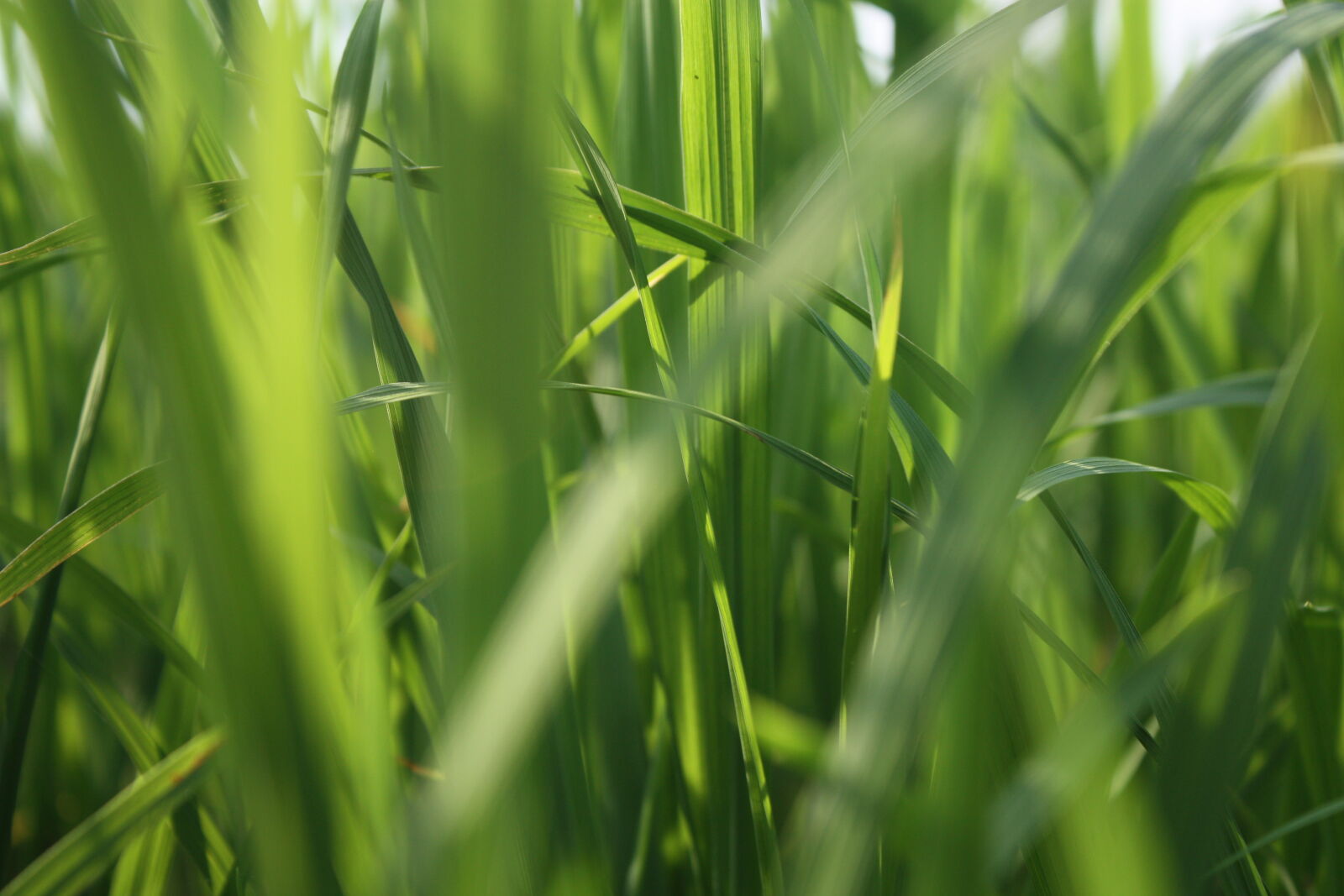 Canon EOS 450D (EOS Rebel XSi / EOS Kiss X2) sample photo. Rice, rice, field, rice photography