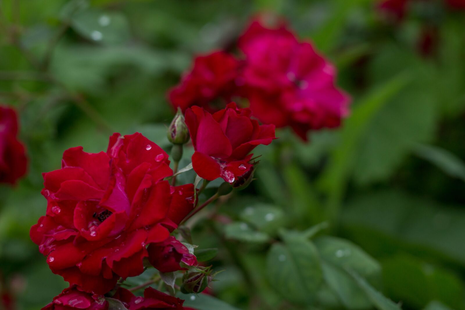Canon EOS 100D (EOS Rebel SL1 / EOS Kiss X7) + Canon EF 50mm F1.8 II sample photo. Flower, garden, nature photography
