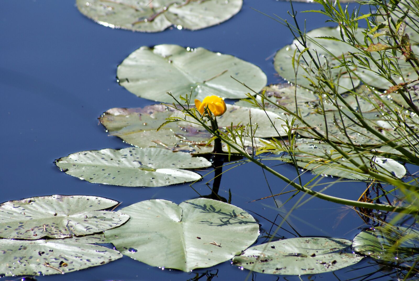 Sony Alpha DSLR-A200 sample photo. Water, flower, pond photography