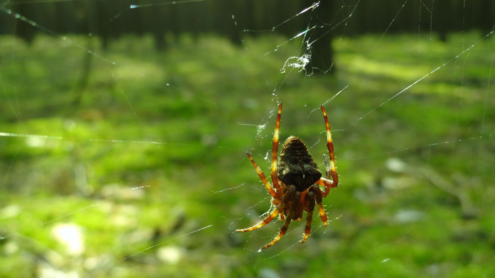 Sony Cyber-shot DSC-H70 sample photo. Spider, forest, nature photography