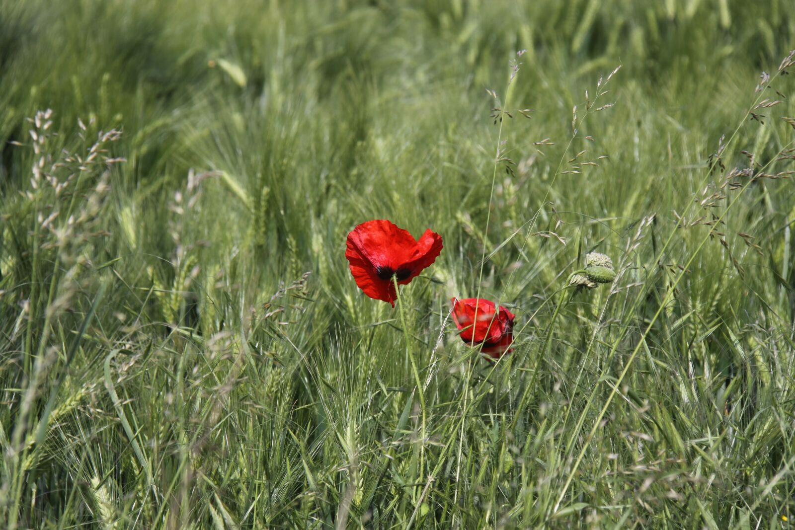 Canon EOS 50D sample photo. Poppy, poppy flower, klatschmohn photography