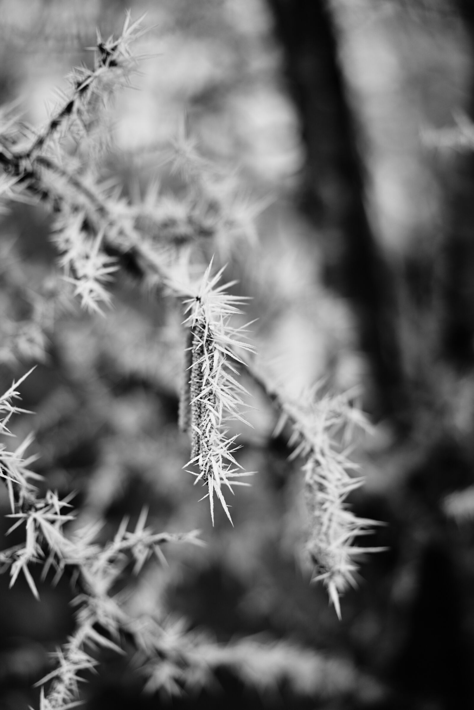 Sony a7R + Sony Sonnar T* FE 55mm F1.8 ZA sample photo. Black and white, winter photography