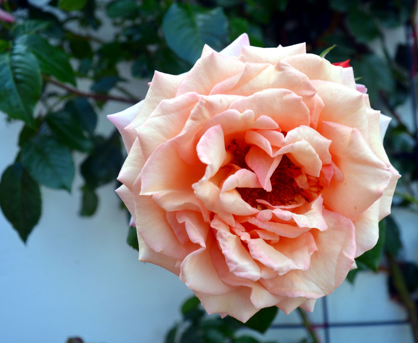Nikon D3200 sample photo. Rose, climbing rose, garden photography