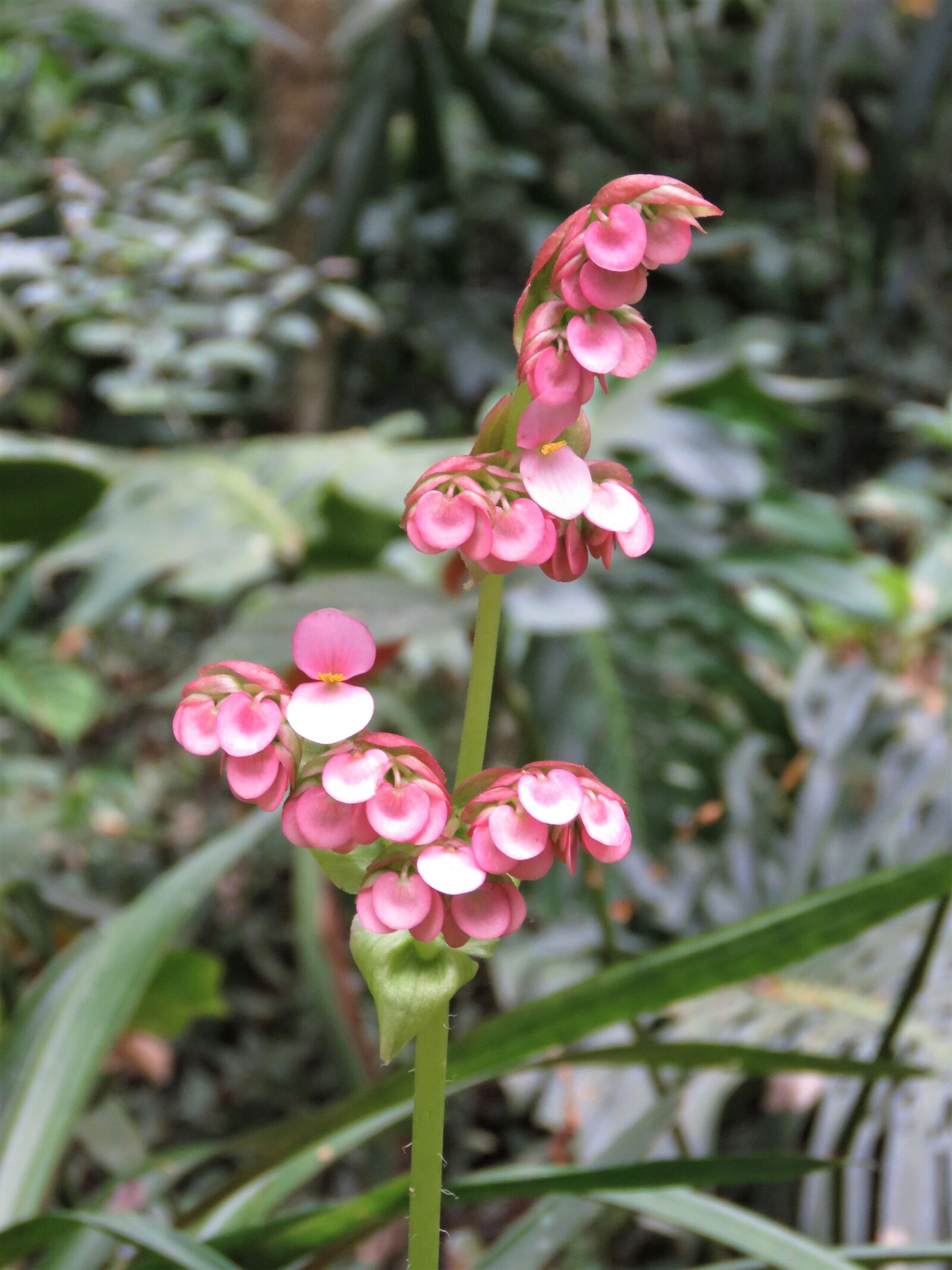 Canon PowerShot SX60 HS sample photo. Vallarta botanico, flower, tropical photography