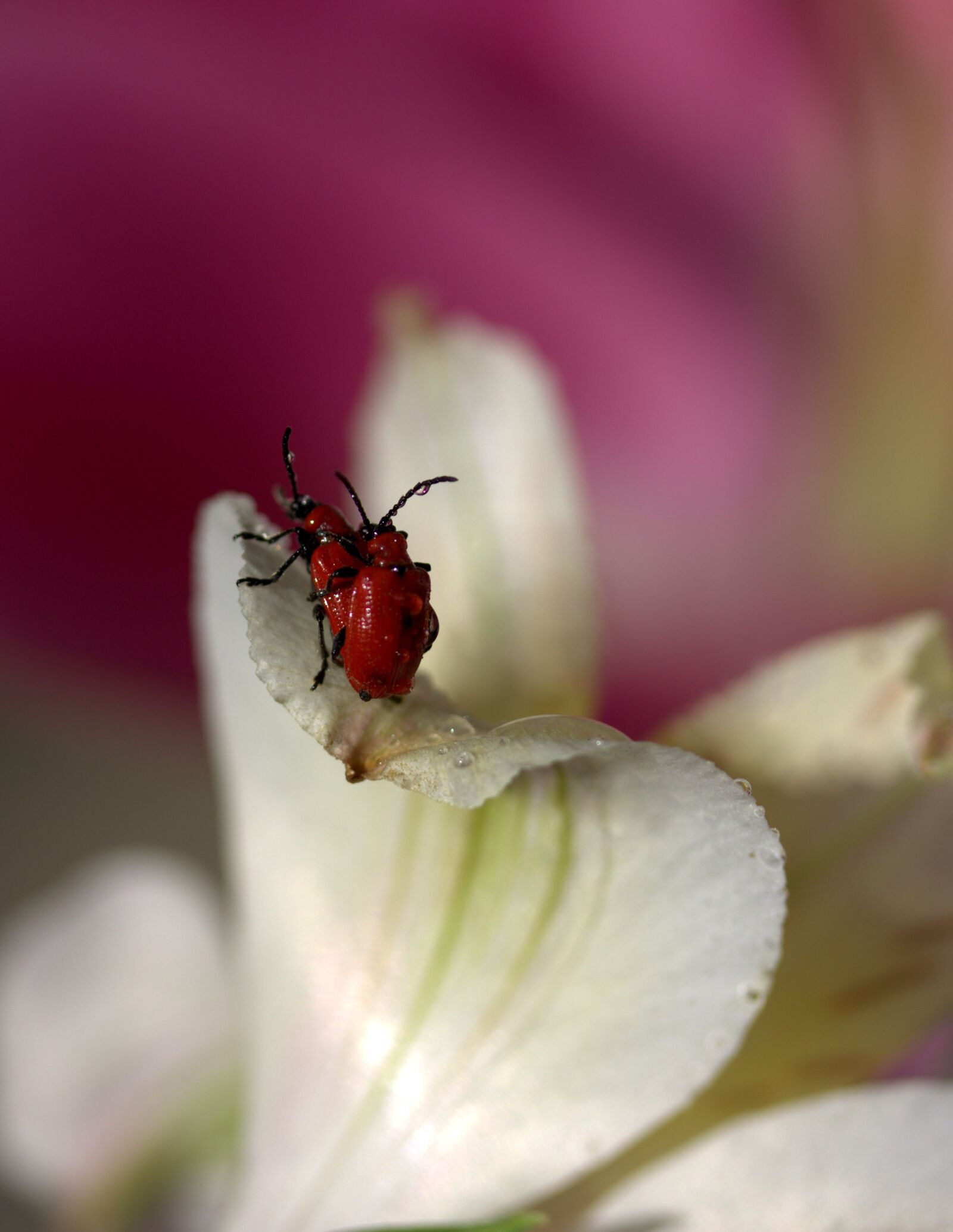 Canon EOS 700D (EOS Rebel T5i / EOS Kiss X7i) sample photo. Petals, insecta, flower photography
