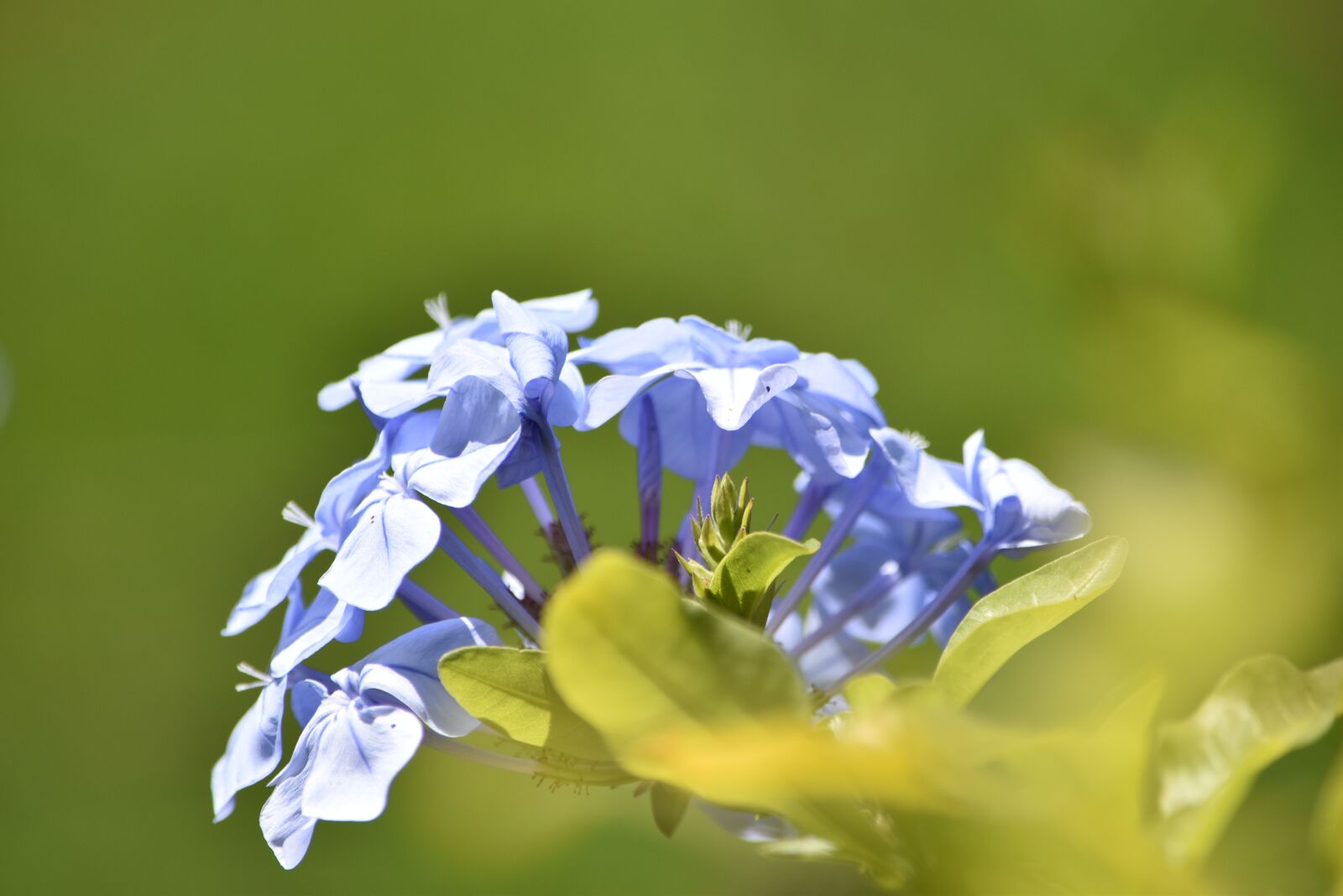 Nikon D5500 sample photo. Flowers, petals, leaves photography