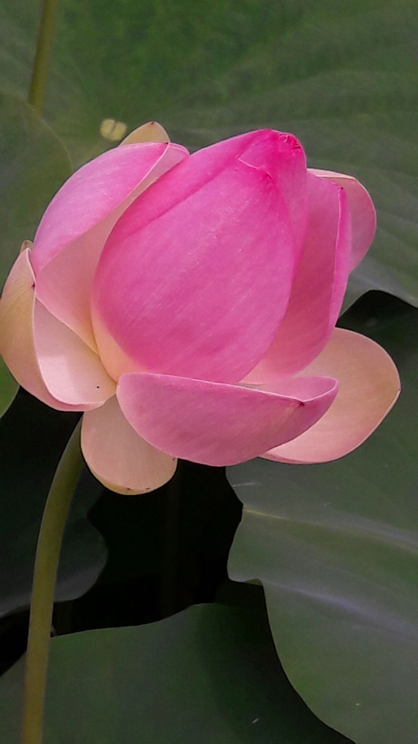 Samsung Galaxy A5(2016) sample photo. Flower, lotus, garden photography