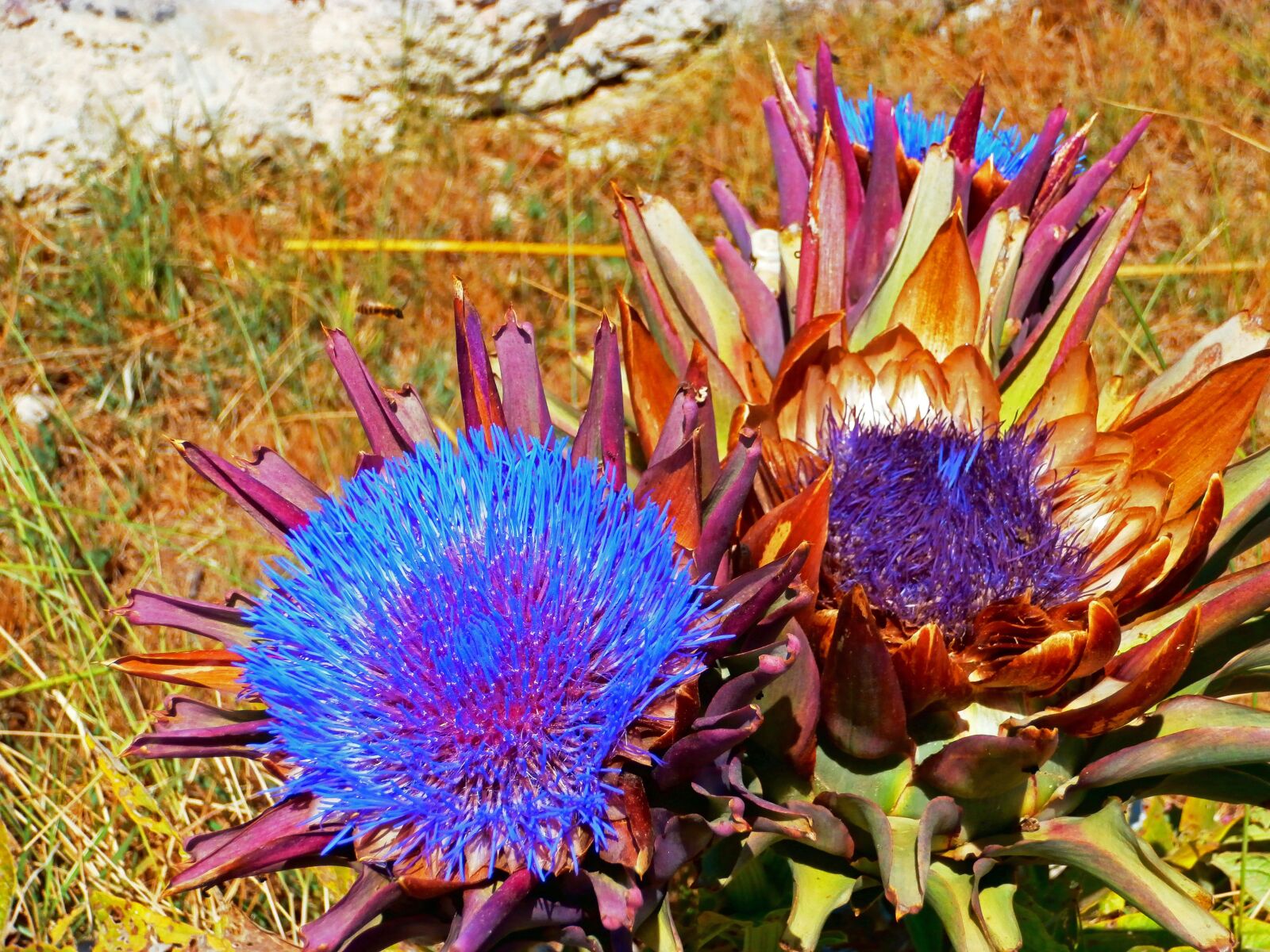 Olympus VR360,D760 sample photo. Flower, artichoke, beauty photography