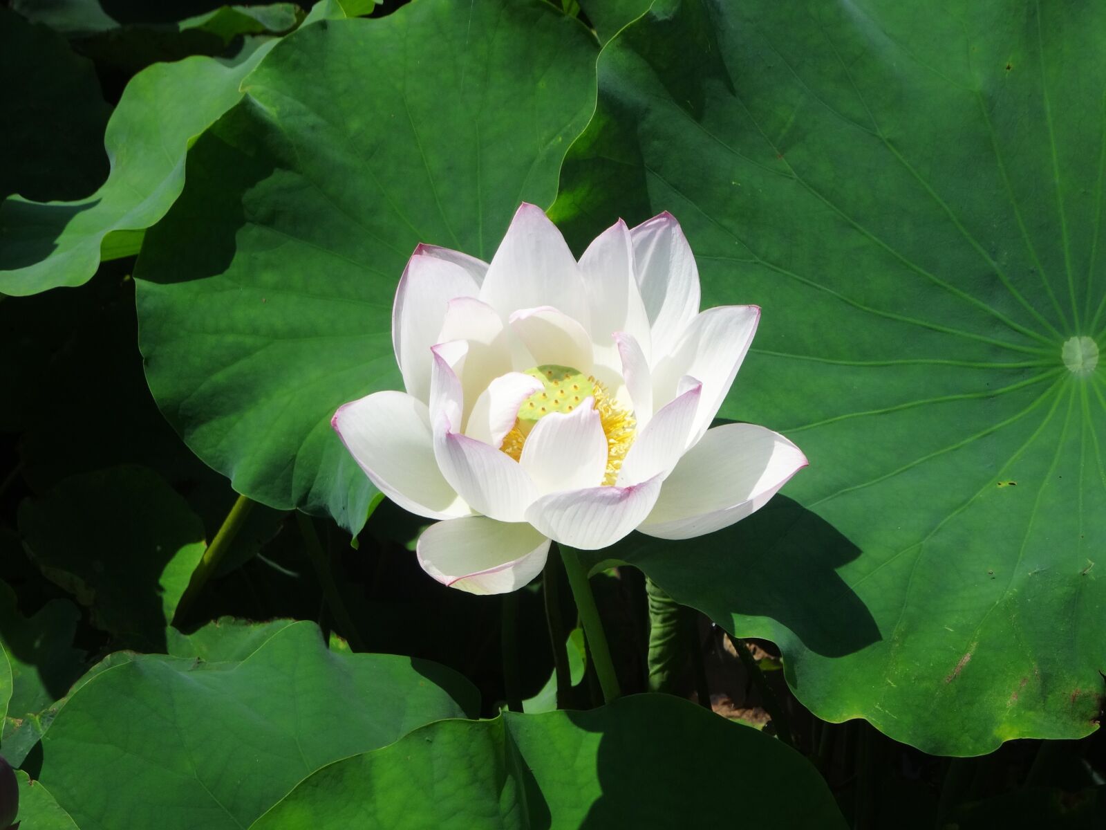 Sony Cyber-shot DSC-WX300 sample photo. Plant, lotus, leaf photography