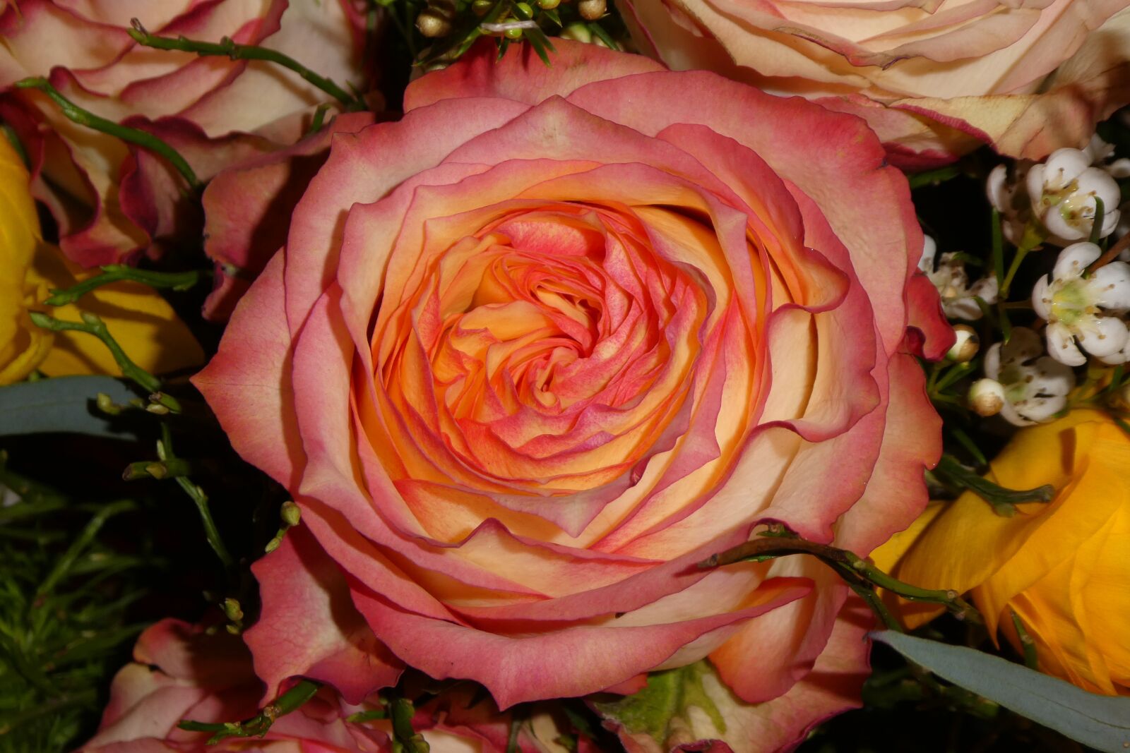 Panasonic DMC-TZ81 sample photo. Rose, blossom, bloom photography