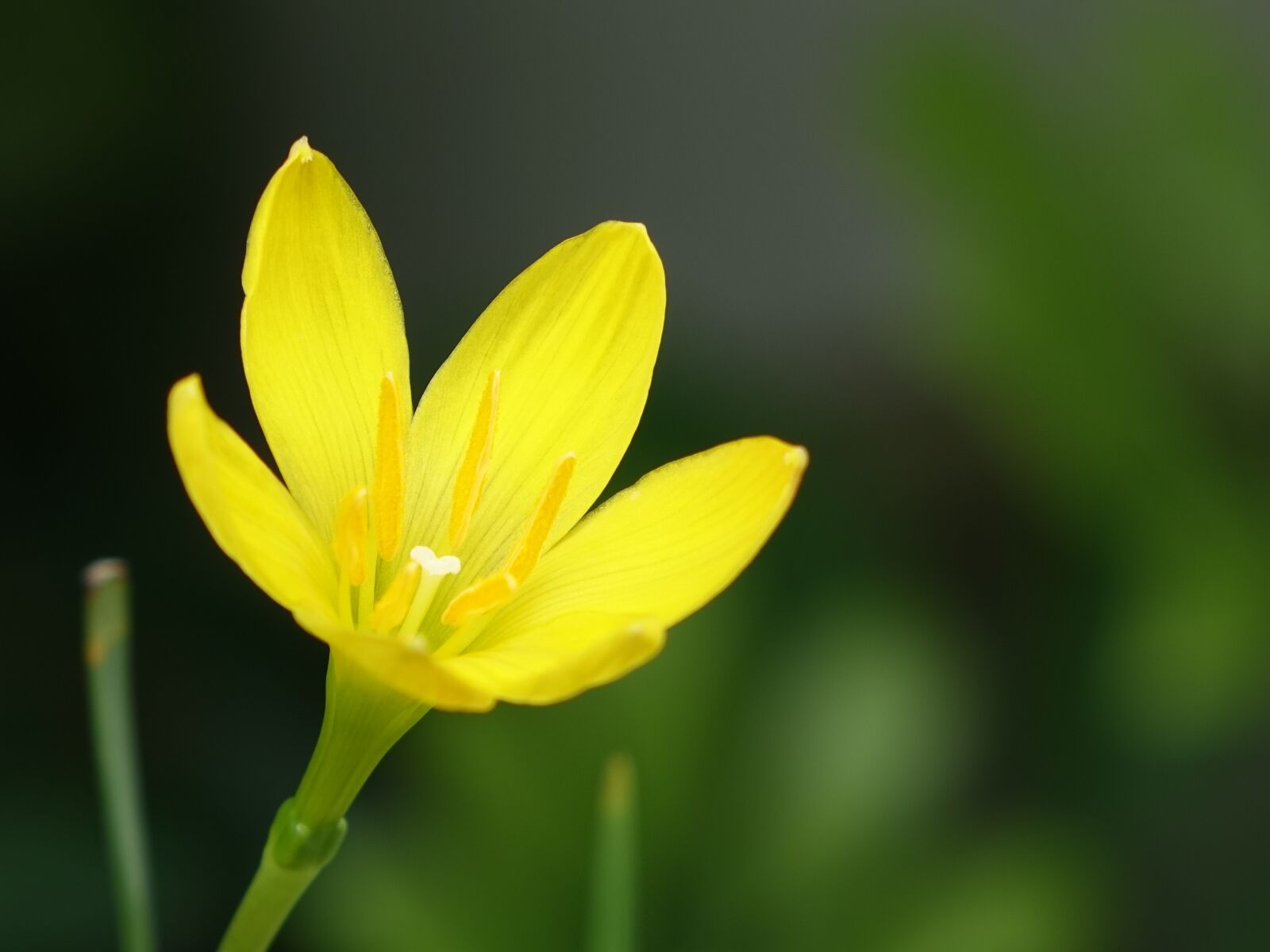 Sony Cyber-shot DSC-RX10 sample photo. Flower, onions other, small photography