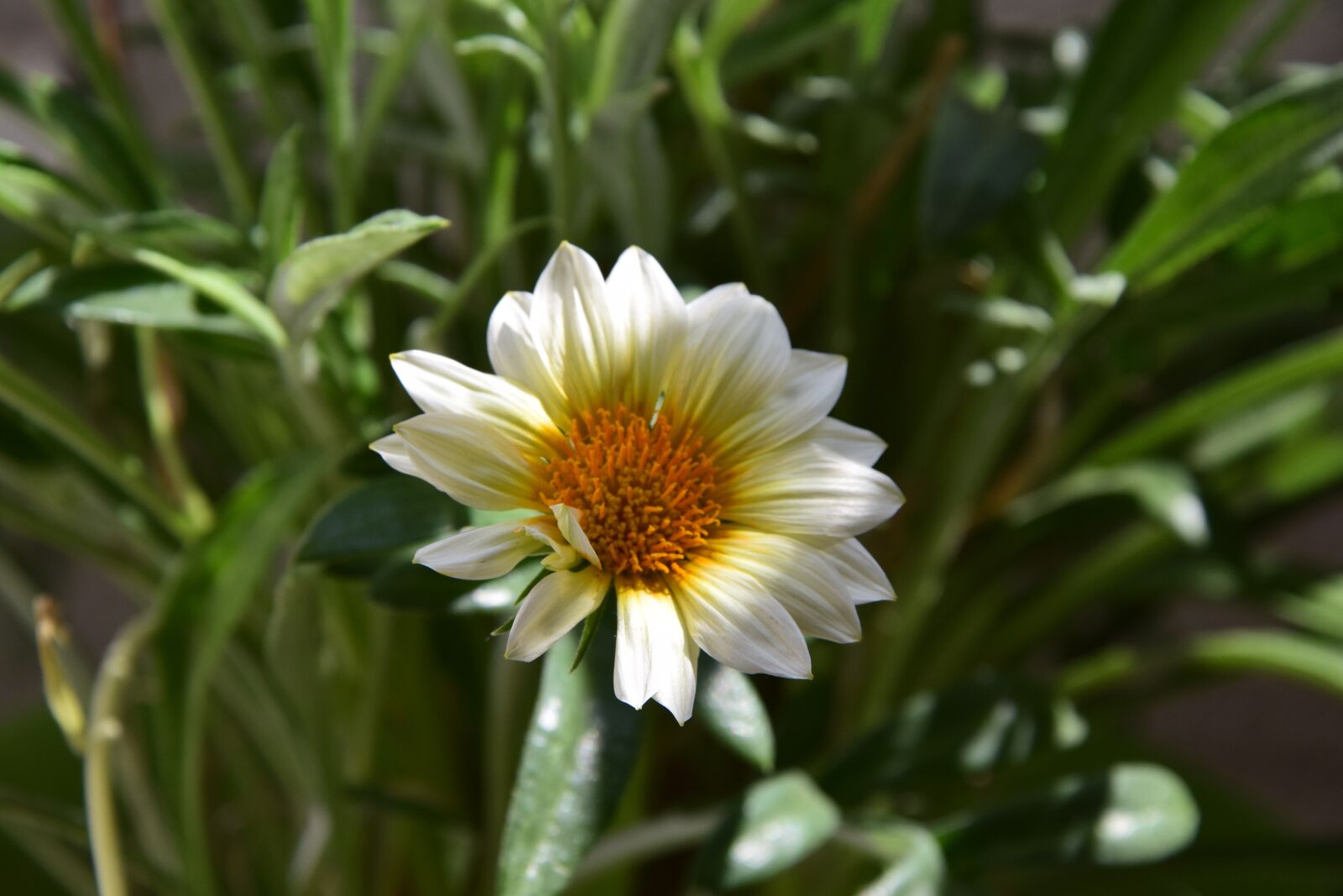 Nikon D5300 sample photo. Green, flower, spring photography