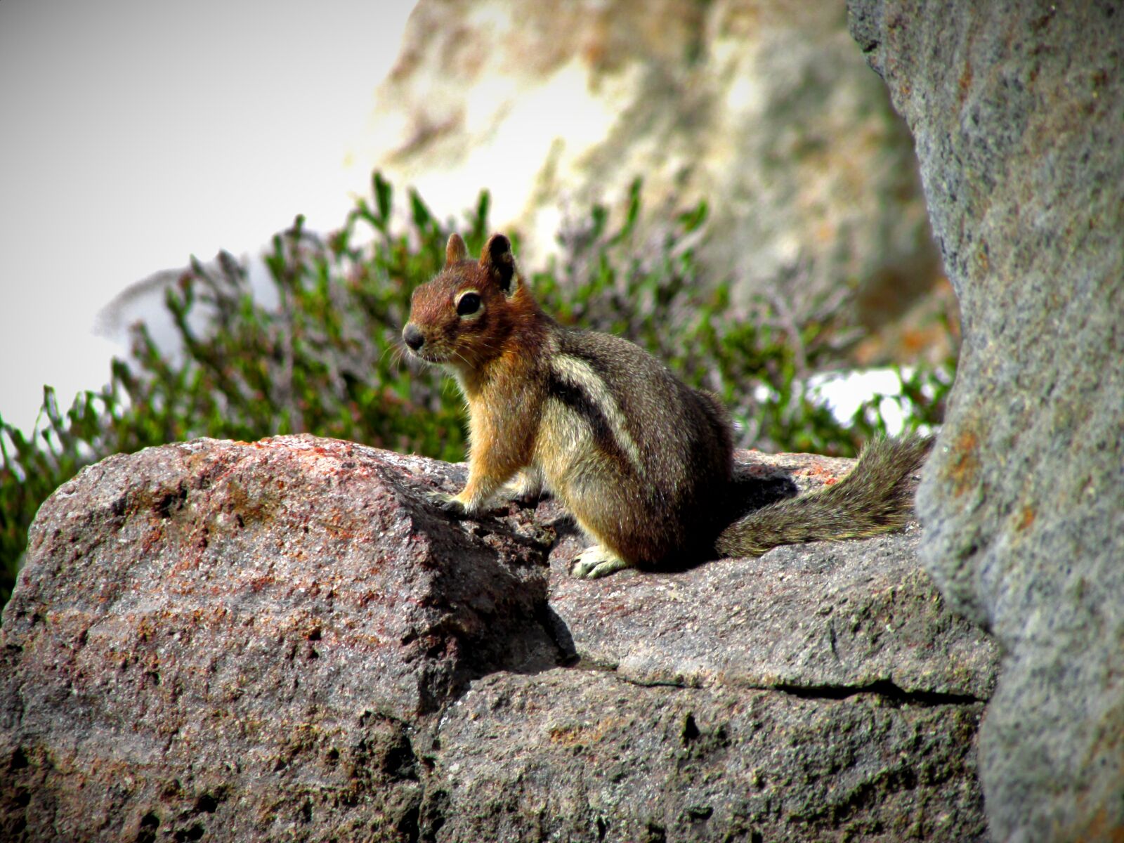 Canon PowerShot SX500 IS sample photo. Ground squirrel, squirrel, nature photography