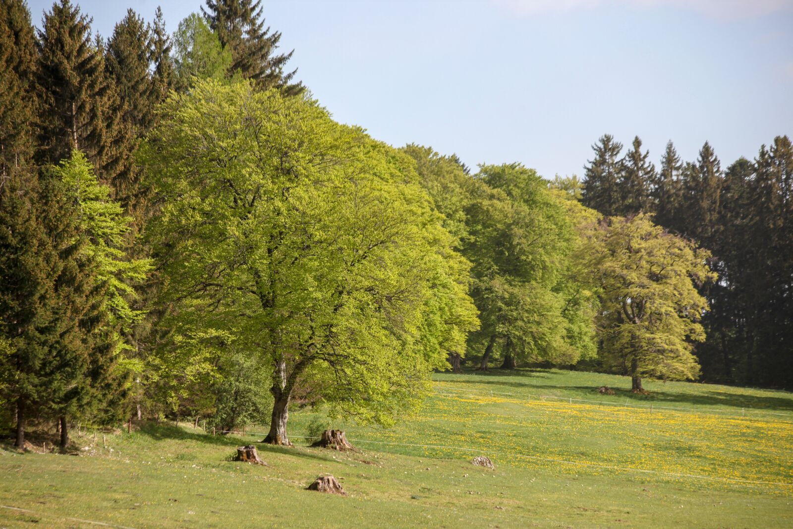 Canon EOS 5D Mark II sample photo. Heide, autumn, trees photography