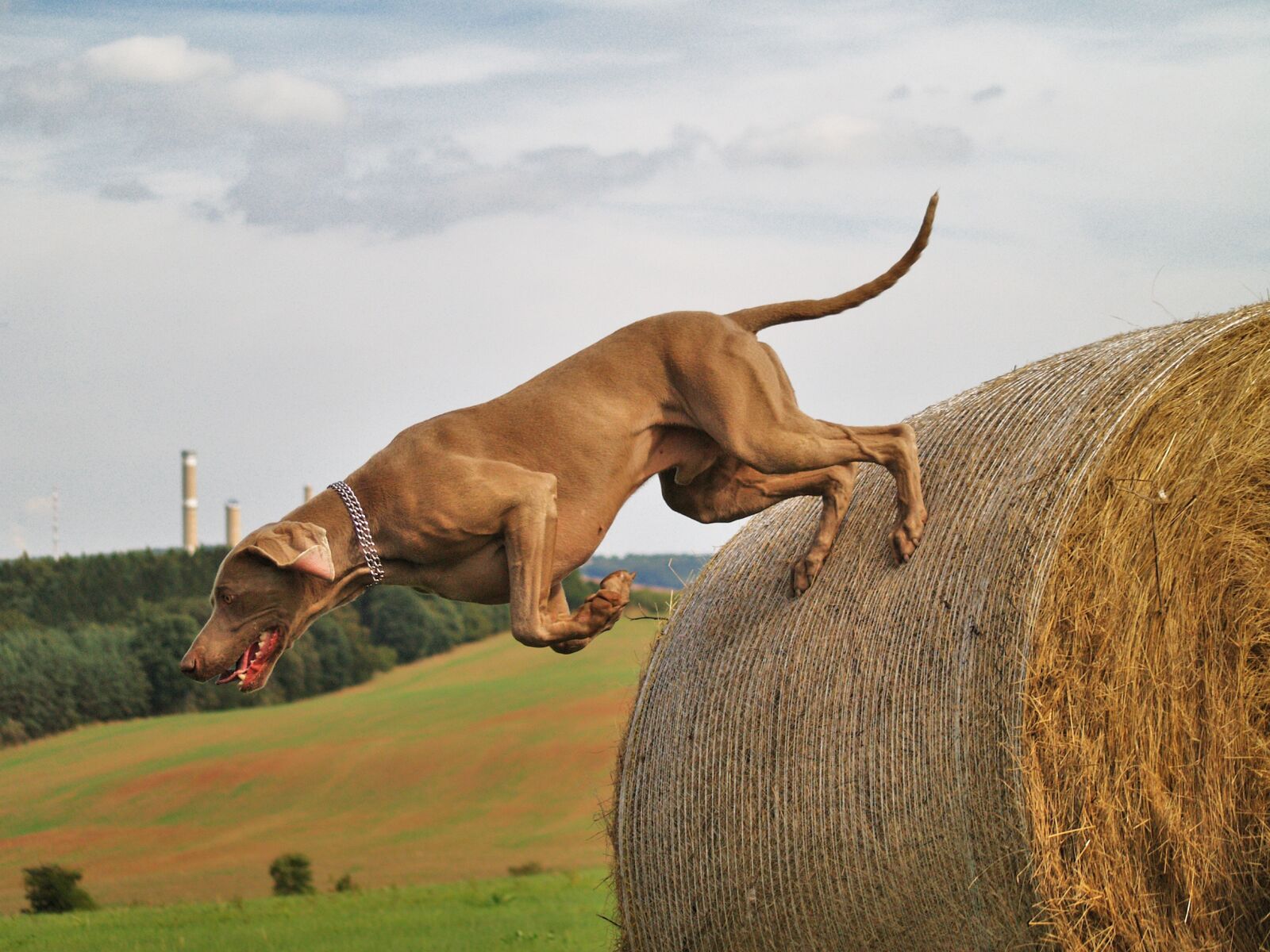 Olympus E-500 (EVOLT E-500) sample photo. Dog, weimaraner, hunting photography
