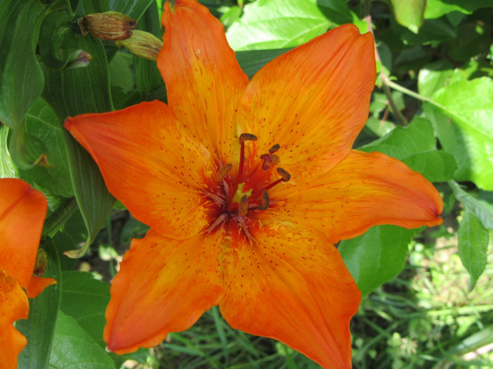 Canon PowerShot SX610 HS sample photo. Lily, orange, plant photography