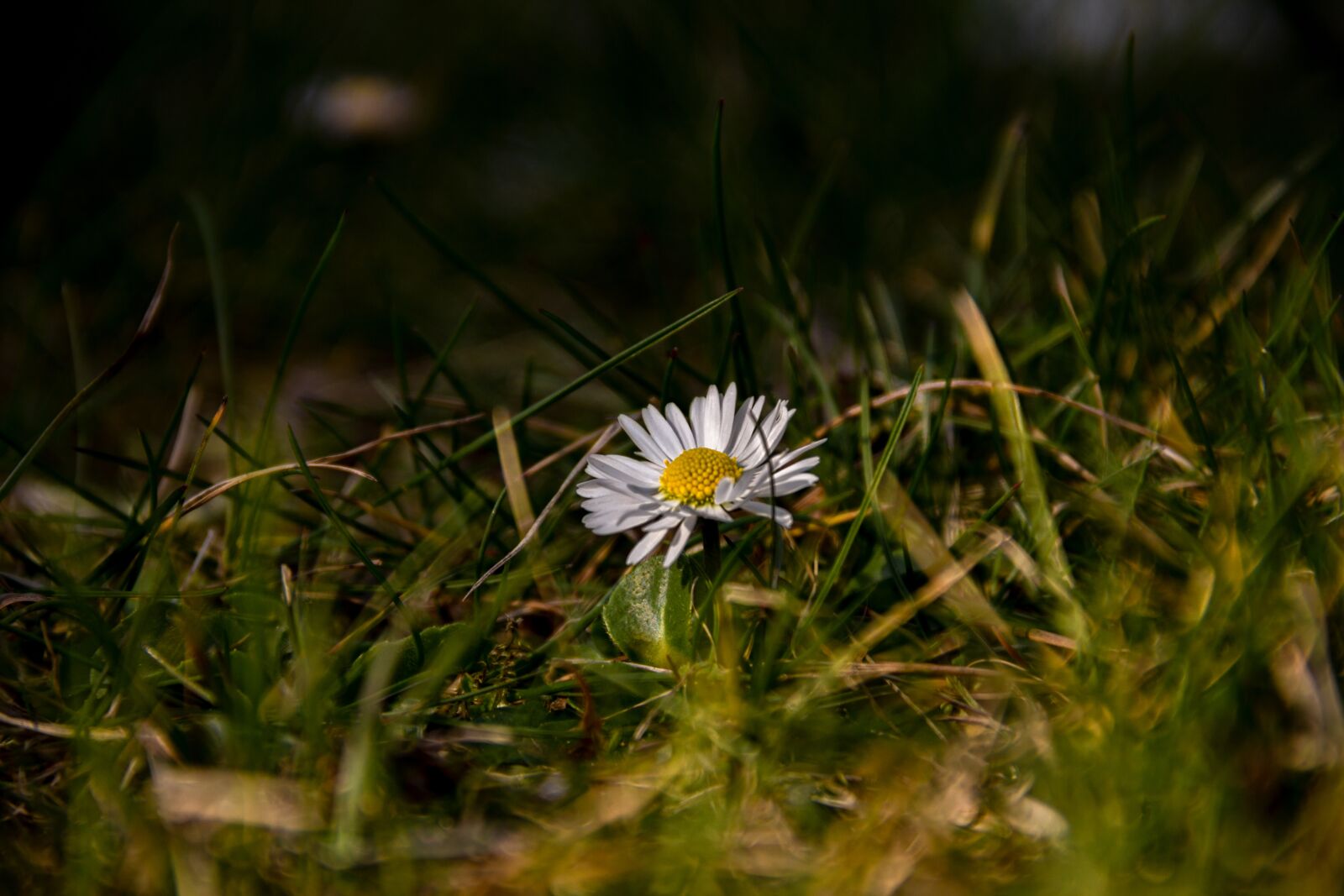 Canon EOS 60D sample photo. Daisy, spring, nature photography