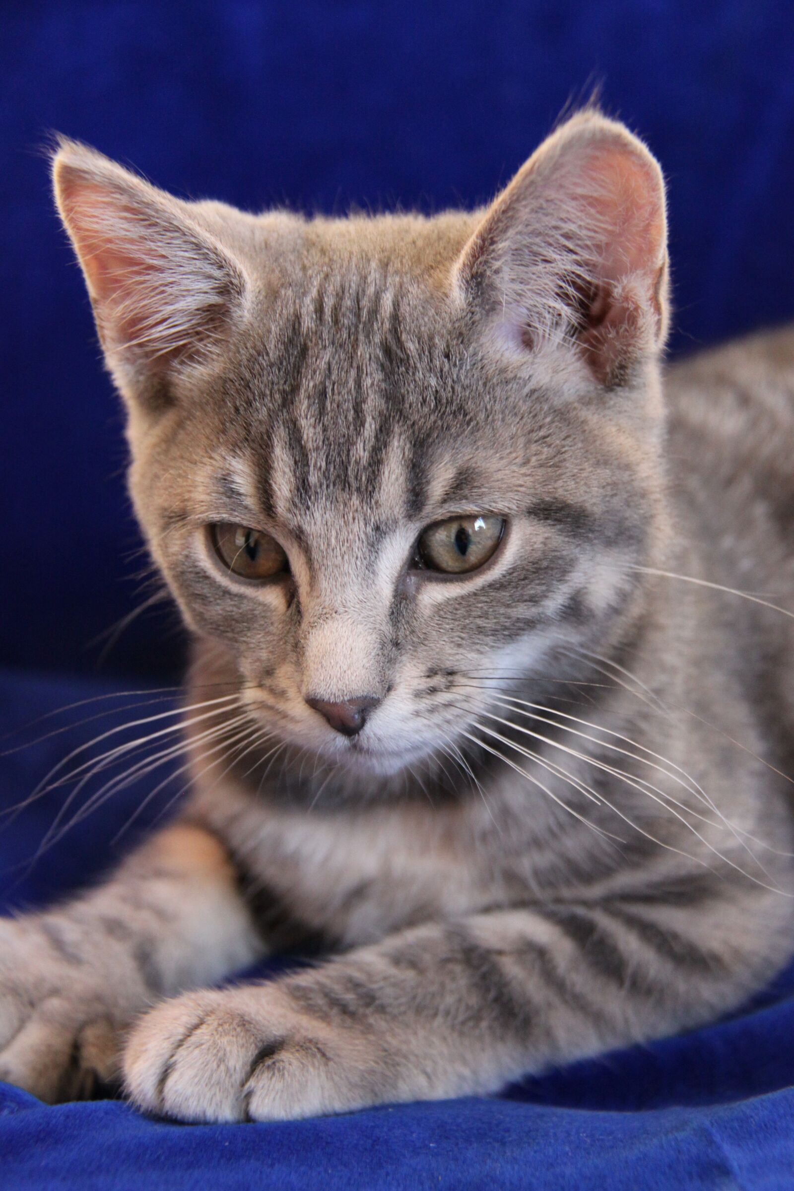 Canon EOS 500D (EOS Rebel T1i / EOS Kiss X3) sample photo. Cat, kitten, pets photography