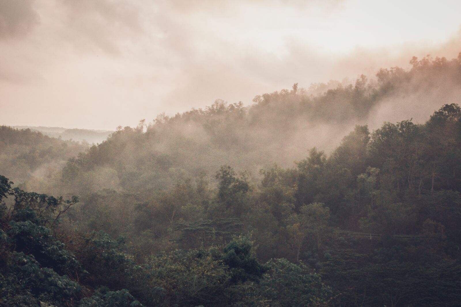 YN50mm f/1.8 II sample photo. Landscape, forest, sunrise photography