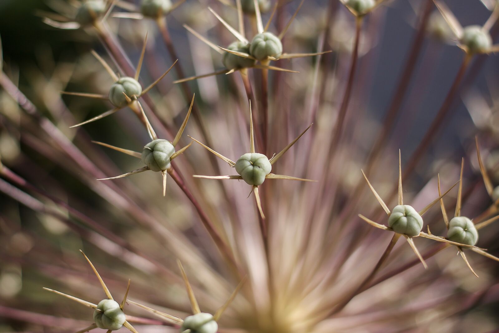 Canon EOS 50D sample photo. Plant, thorns, prickly photography