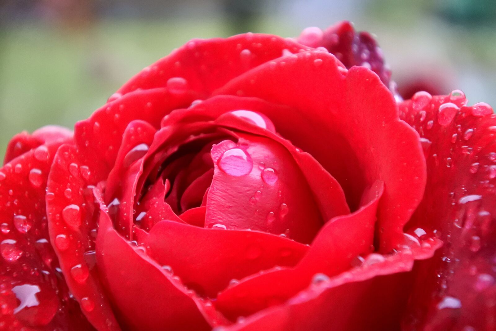 Nikon 1 Nikkor VR 10-30mm F3.5-5.6 PD-Zoom sample photo. Rose, red, flower photography