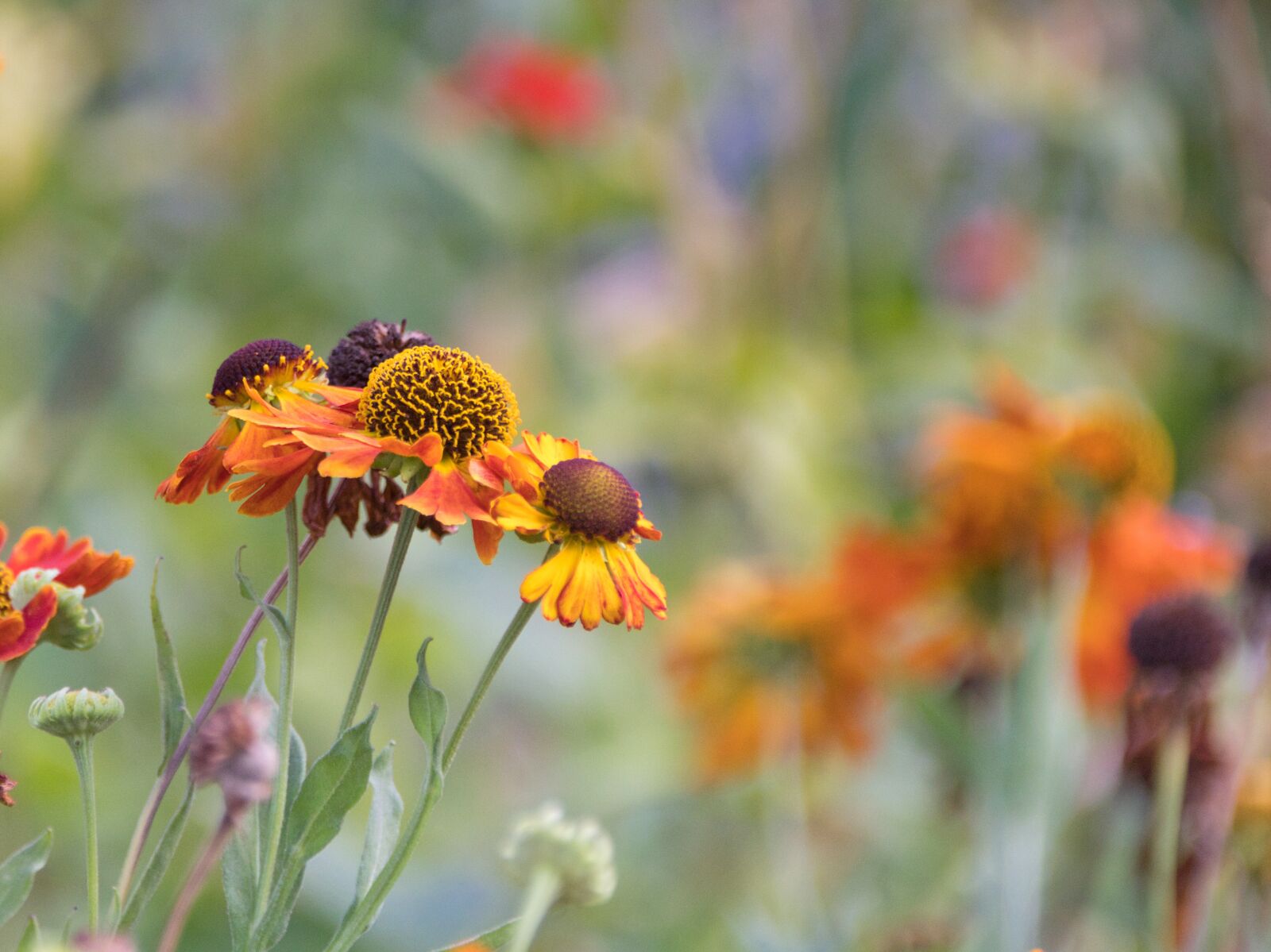 Canon EOS 200D (EOS Rebel SL2 / EOS Kiss X9) sample photo. Wild flower, flower meadow photography