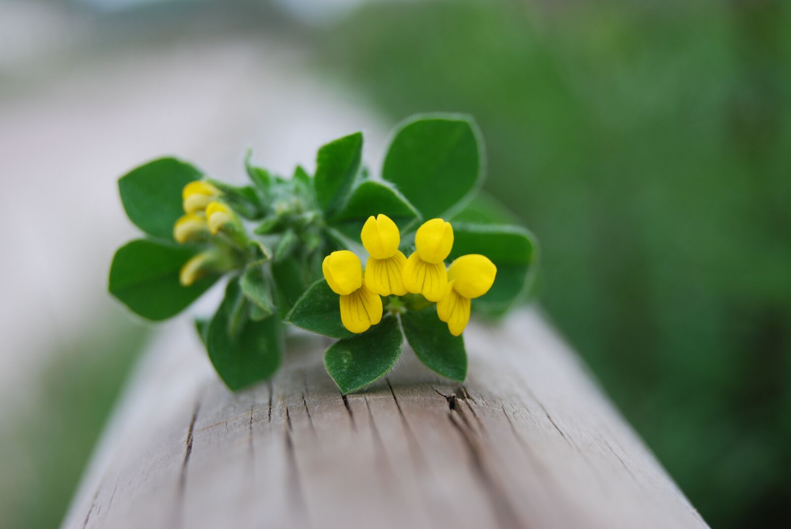 Nikon D60 sample photo. Flower, yellow, nature photography