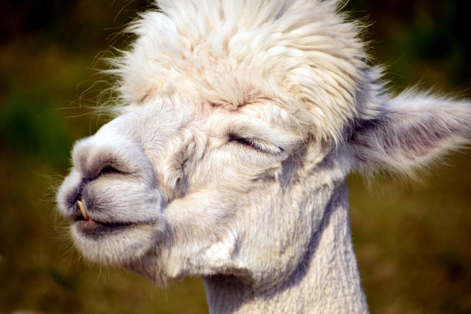 Nikon D3300 sample photo. Fur, animal, portrait, llama photography