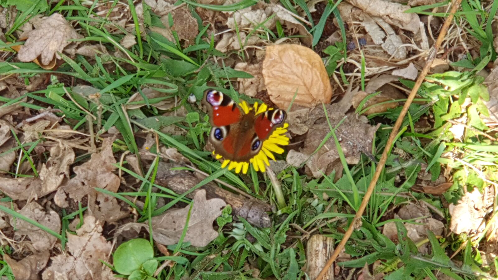 Samsung Galaxy S10 sample photo. Animals, nature, butterfly photography