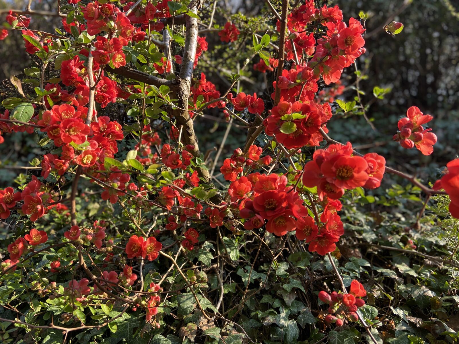Apple iPhone 11 sample photo. Flowers, ornamental quince, bush photography