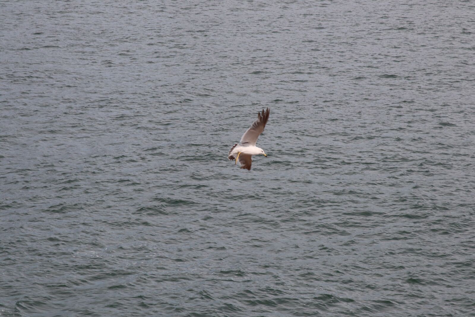Canon EOS M50 (EOS Kiss M) sample photo. Seagull, sea, bird photography