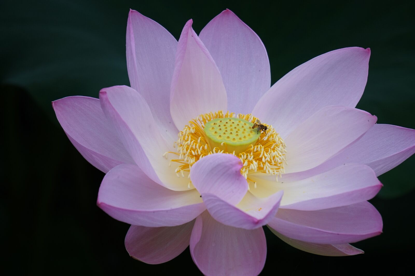 Sony Alpha a5000 (ILCE 5000) + Sony E 55-210mm F4.5-6.3 OSS sample photo. Lotus, summer, flowers photography