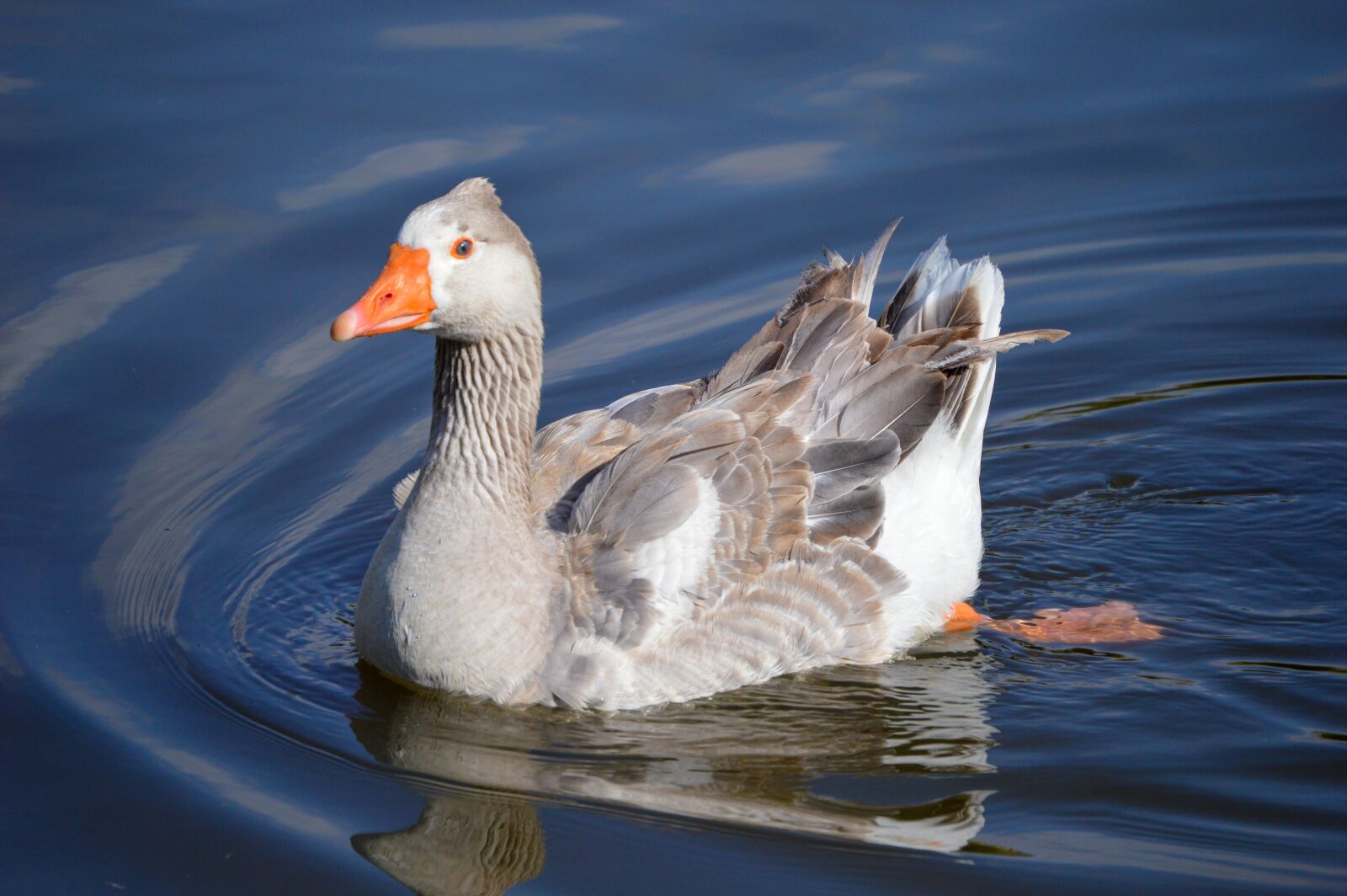 Nikon D3200 sample photo. Duck, ducks, animal photography