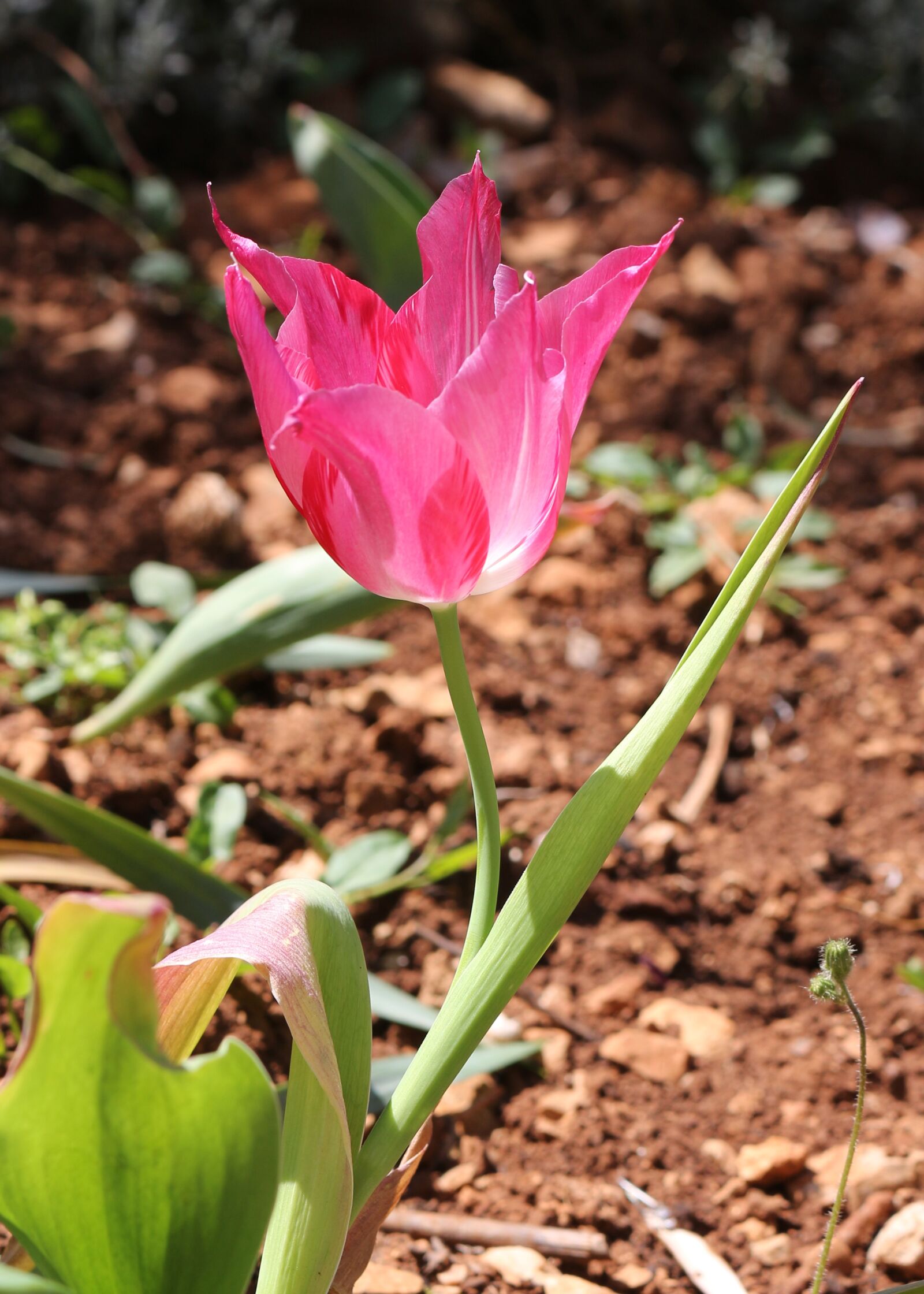 Canon EOS 700D (EOS Rebel T5i / EOS Kiss X7i) sample photo. Magenta, hot pink, pink photography