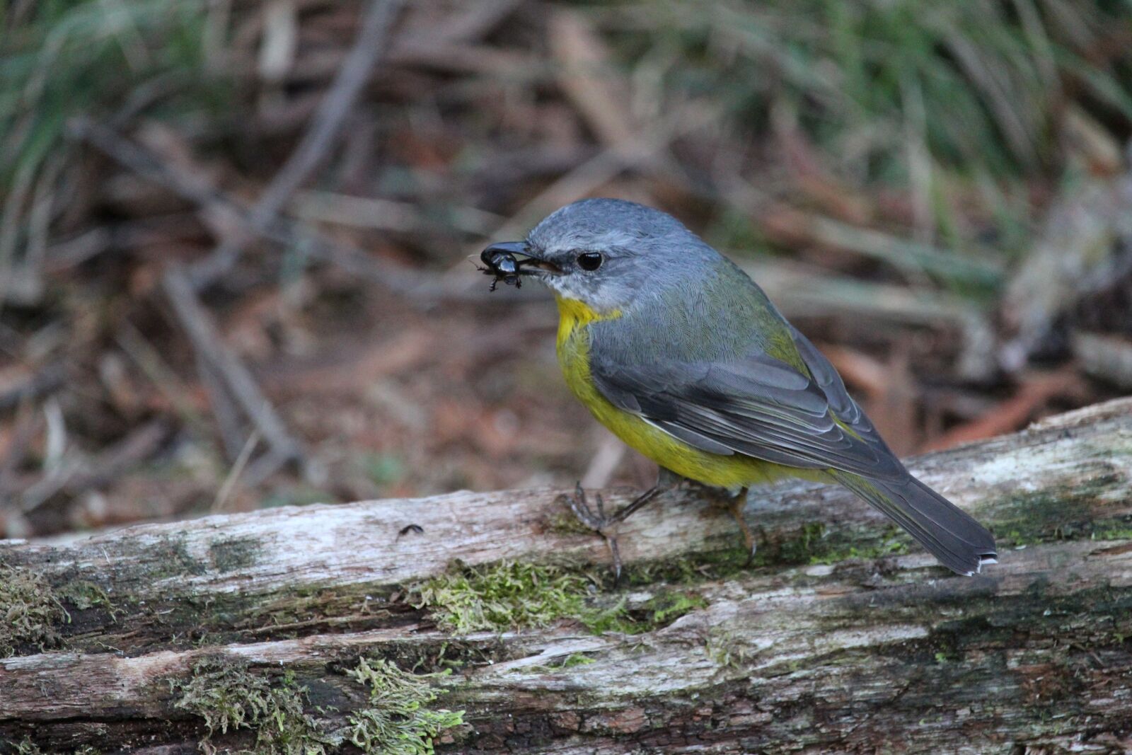 Canon EF-S 55-250mm F4-5.6 IS STM sample photo. Eastern, yellow, robin photography