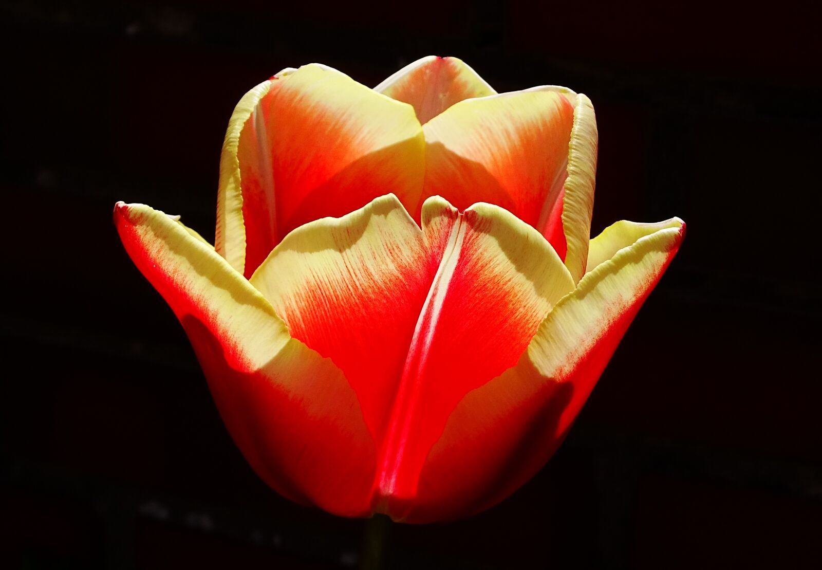 Sony Cyber-shot DSC-HX400V sample photo. Flower, tulip, blossom photography