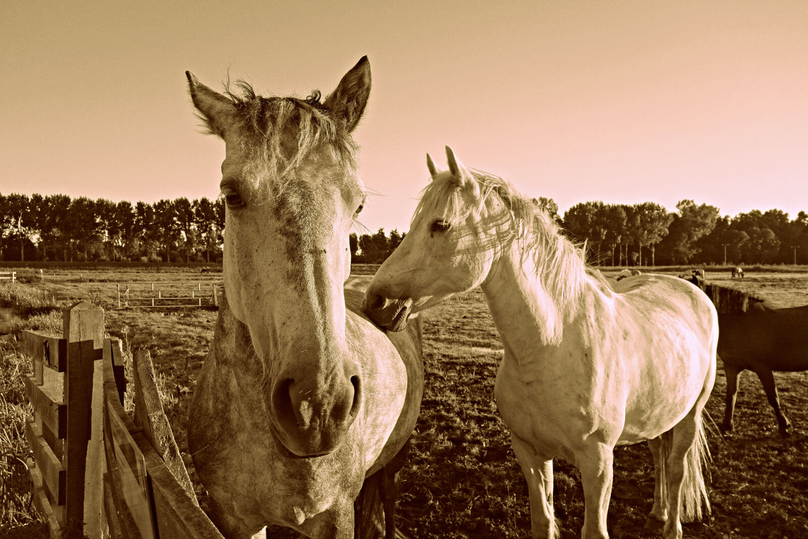 Sony Cyber-shot DSC-RX100 sample photo. Animal, equine, fence, head photography