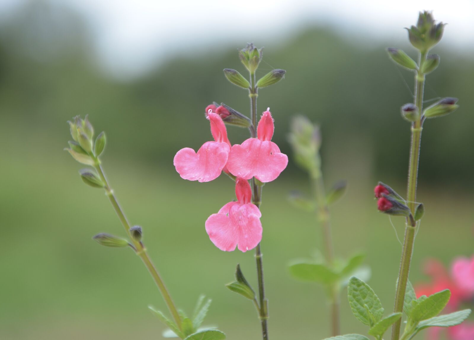 Nikon D5200 sample photo. Flower sage, plant, sage photography