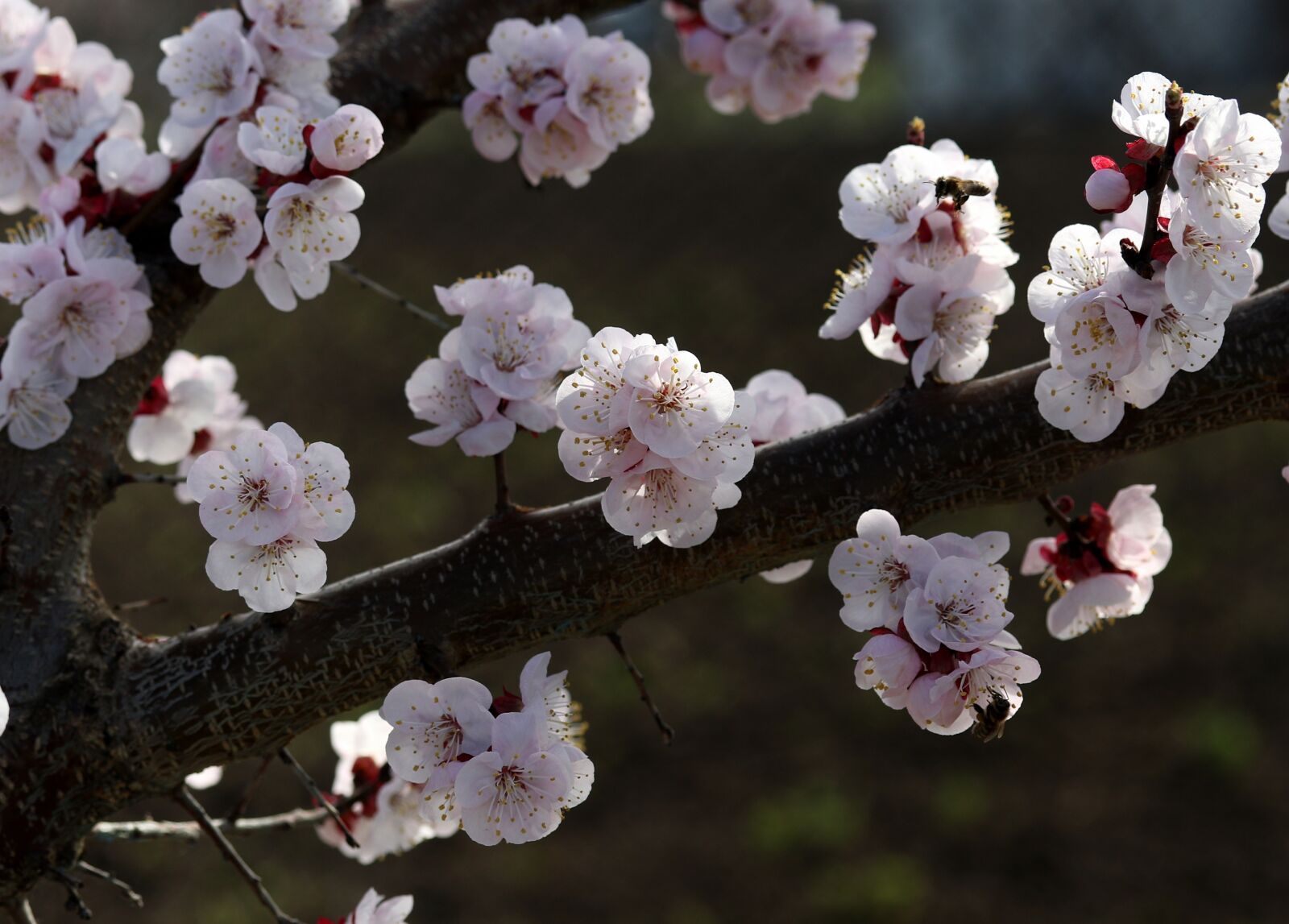 Canon EF-S 60mm F2.8 Macro USM sample photo. Flowers, white, spring photography