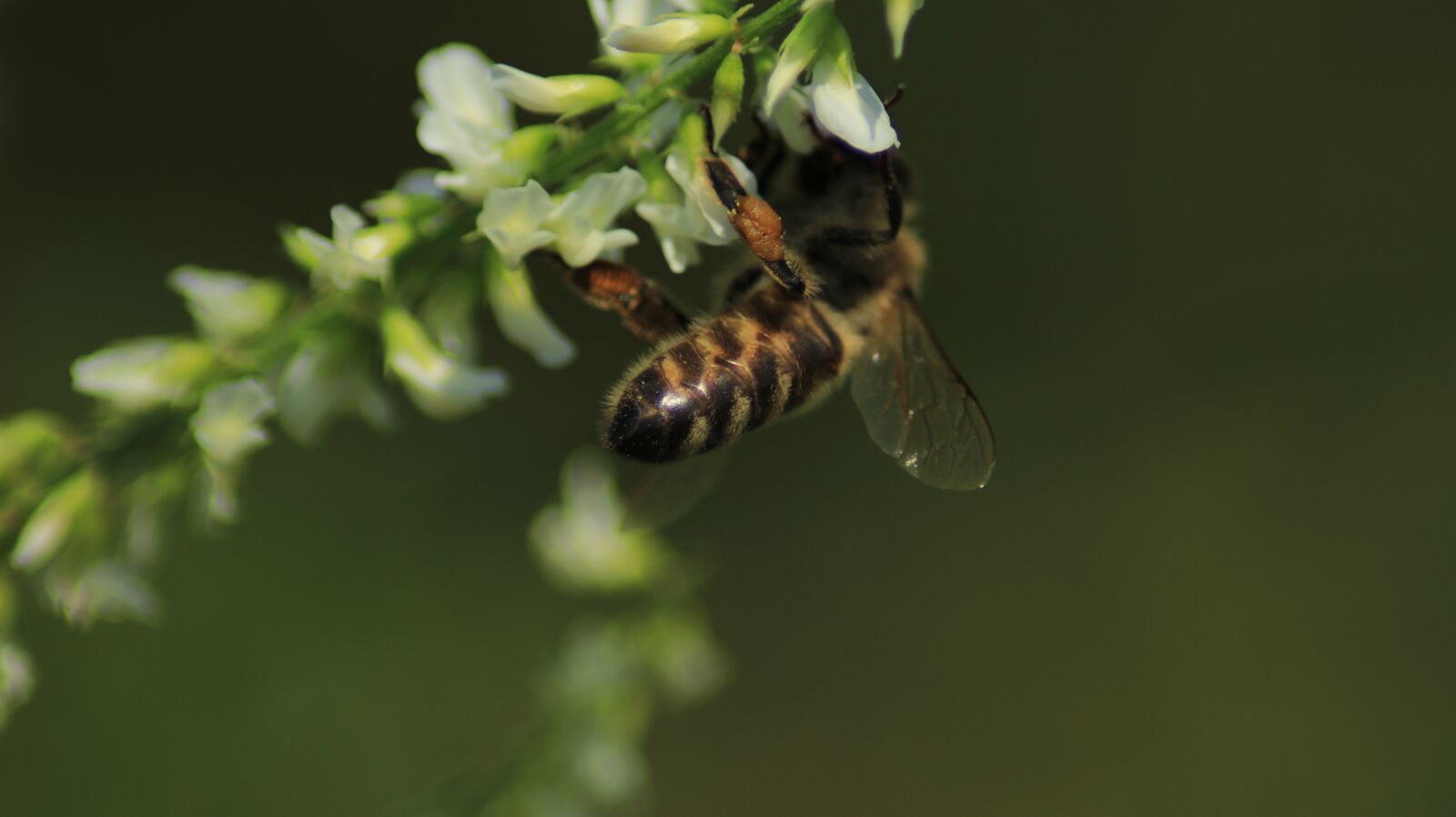 Canon EOS 80D sample photo. Bee, blossom, bloom photography