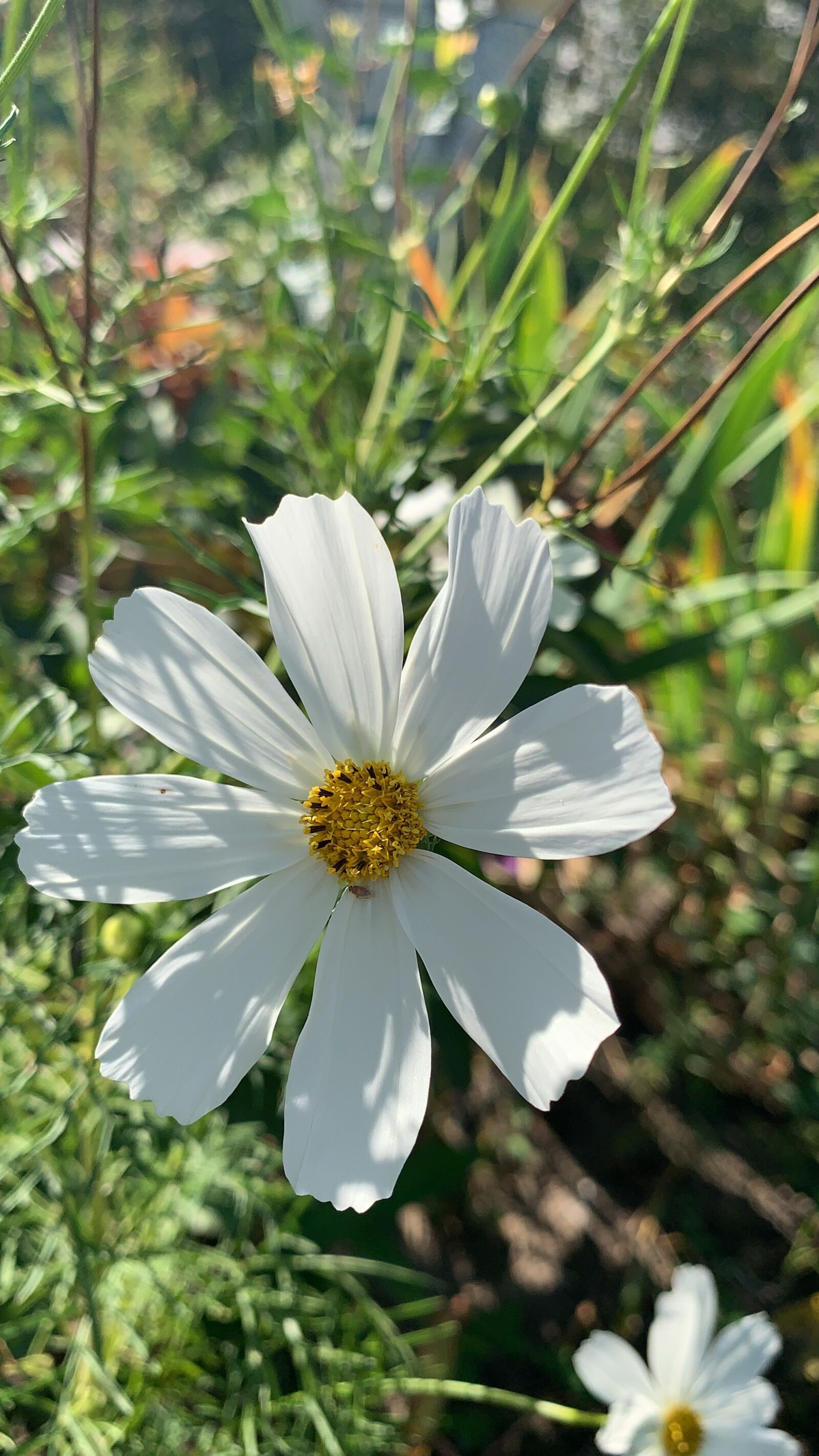 iPhone XR back camera 4.25mm f/1.8 sample photo. Flower, cosmos, white photography